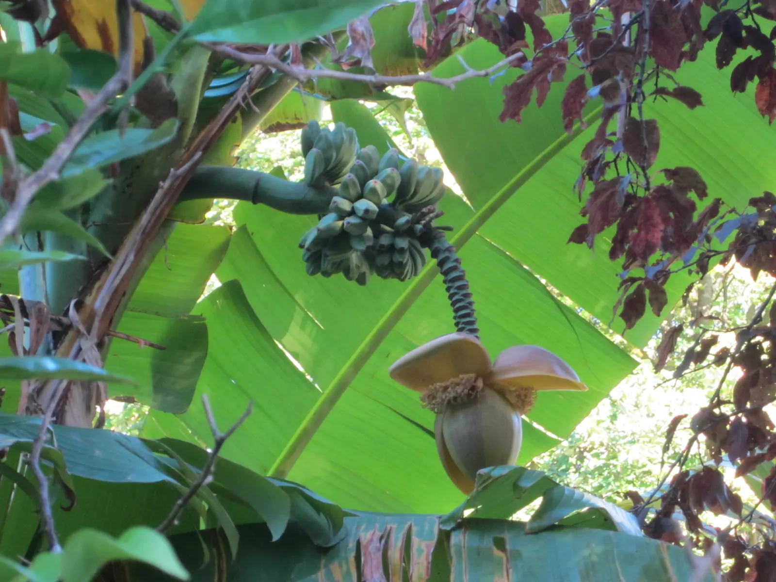 Edible Or Chinese Banana (Musa X Paradisiaca) — commonly known as the Edible Banana; this hybrid produces sweet, consumable fruit under optimal, image 43
