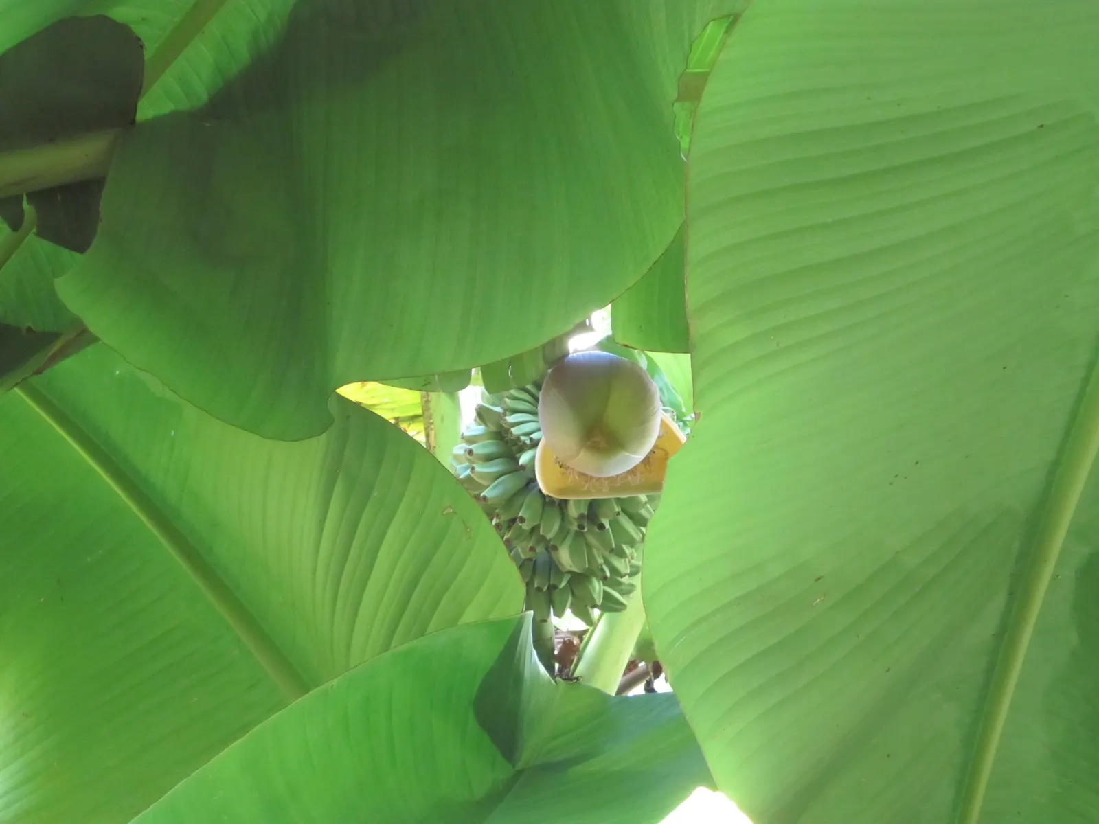 Edible Or Chinese Banana (Musa X Paradisiaca) — fast-growing perennial reaching up to 20 feet; creating a dense canopy of vibrant green foliage