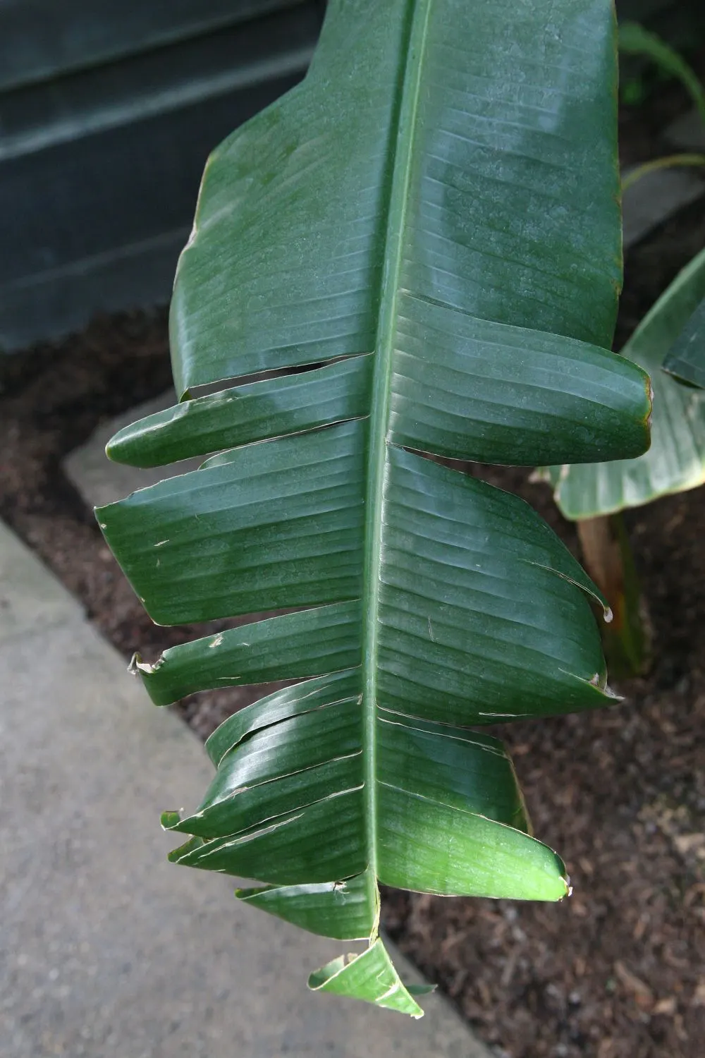 Edible Or Chinese Banana (Musa X Paradisiaca) — Given the plant's tropical origins; this hybrid produces sweet, consumable fruit under optimal, image 55