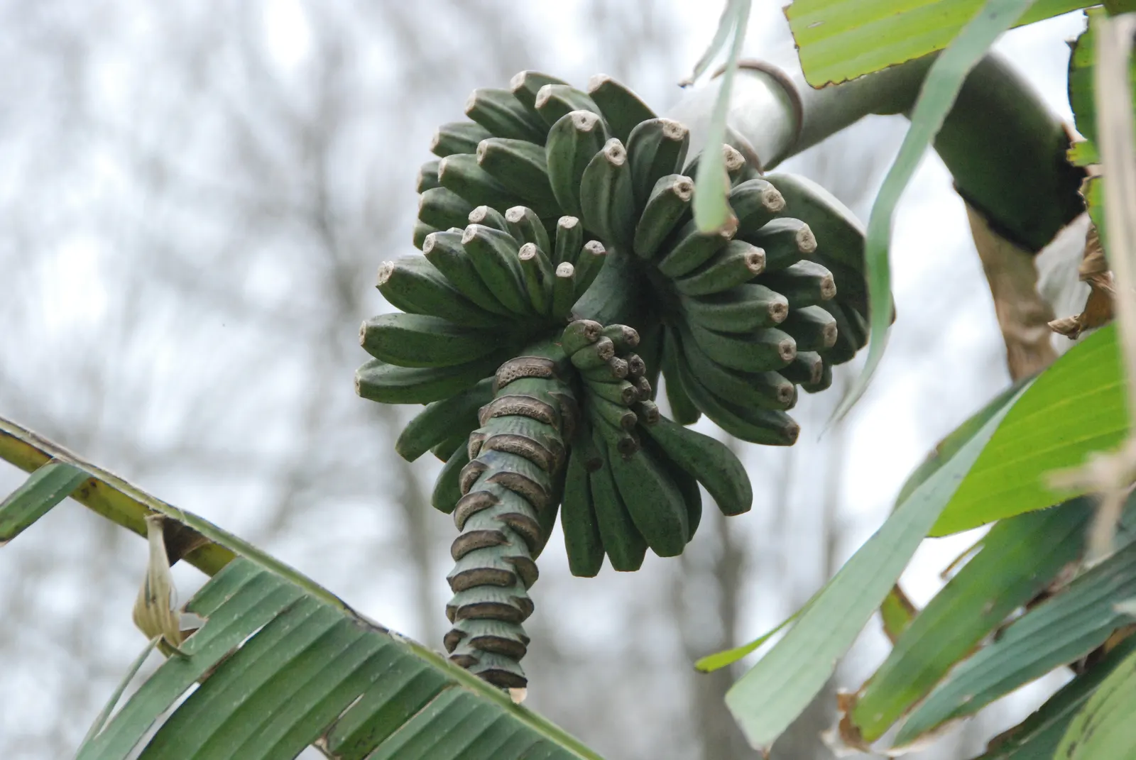 Edible Or Chinese Banana (Musa X Paradisiaca) — Hardy in USDA zones 10-11