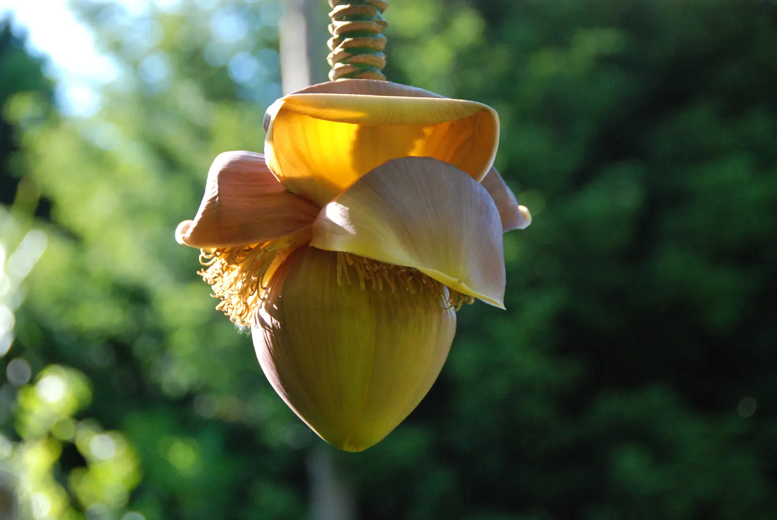 Edible Or Chinese Banana (Musa X Paradisiaca) — Given the plant's tropical origins; this hybrid produces sweet, consumable fruit under optimal