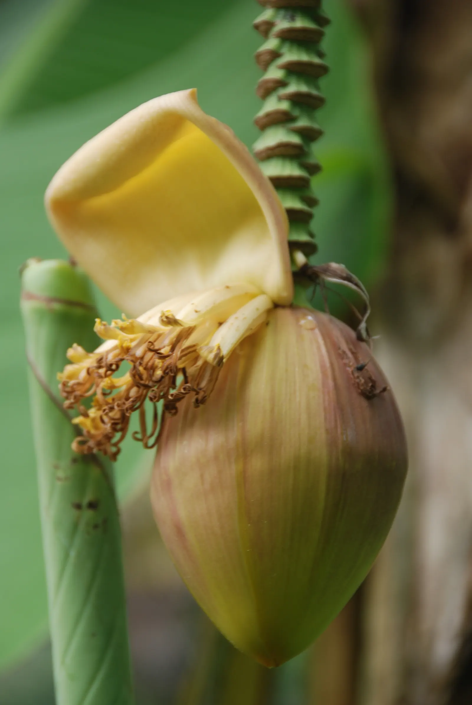 Edible Or Chinese Banana (Musa X Paradisiaca) — fast-growing perennial reaching up to 20 feet; creating a dense canopy of vibrant green foliage, image 65