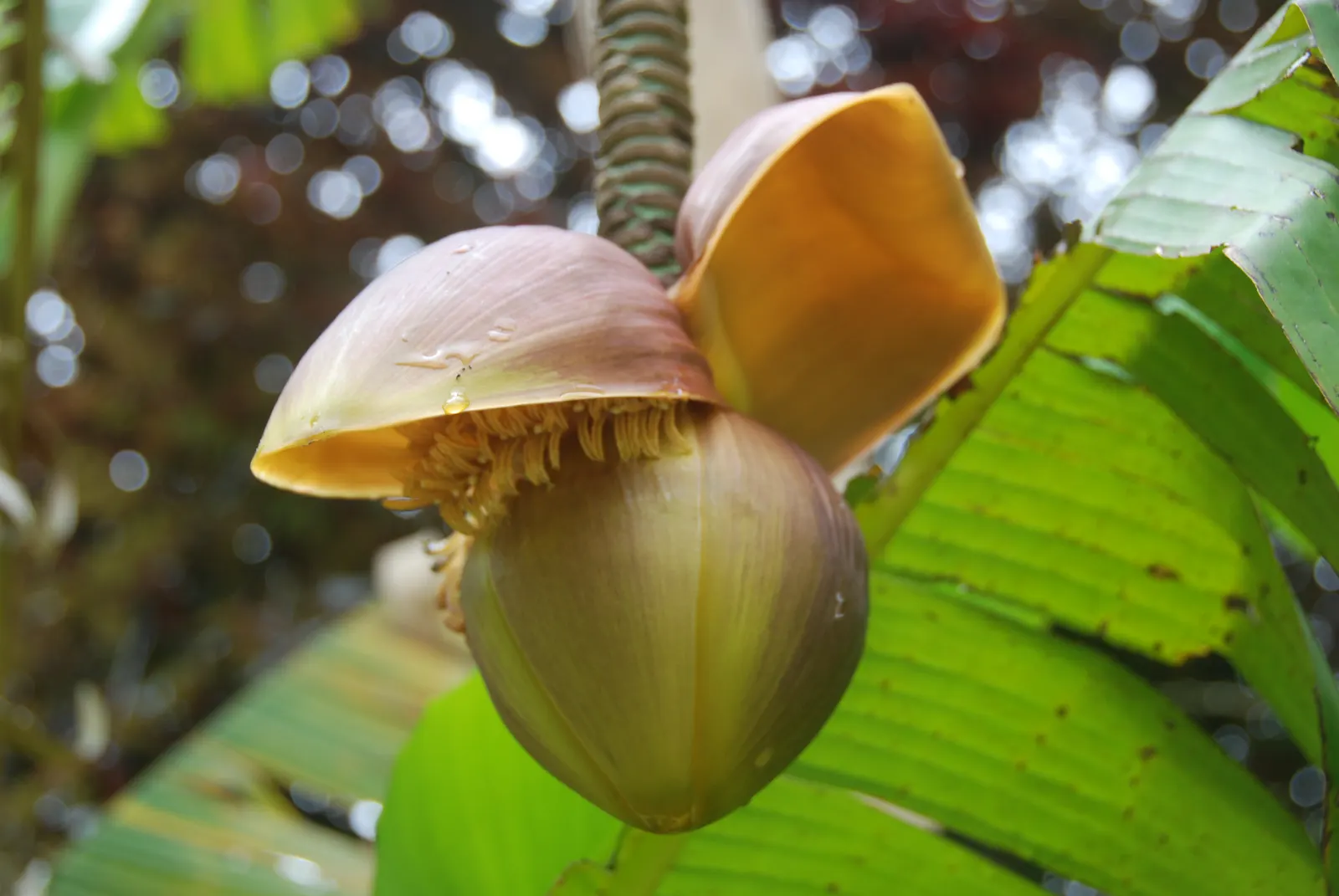 Edible Or Chinese Banana (Musa X Paradisiaca) — making them a delight for the homeowner's culinary use, image 39