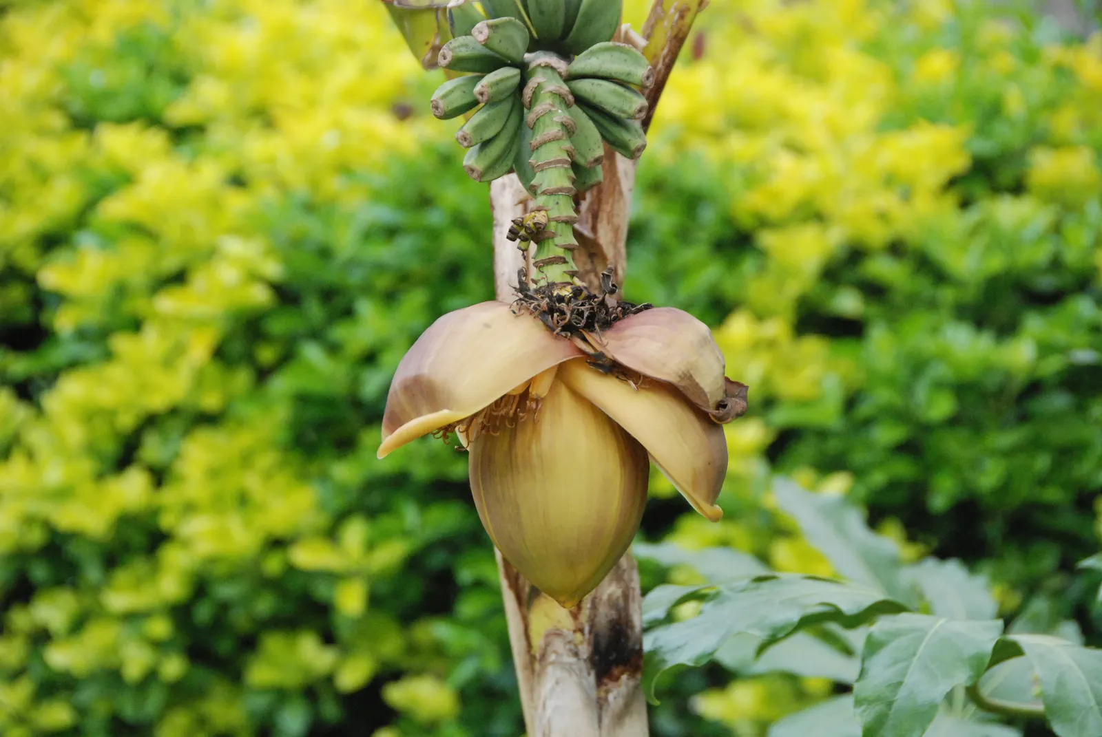 Edible Or Chinese Banana (Musa X Paradisiaca) — is a hybrid of the wild species Musa acuminata and Musa balbisiana