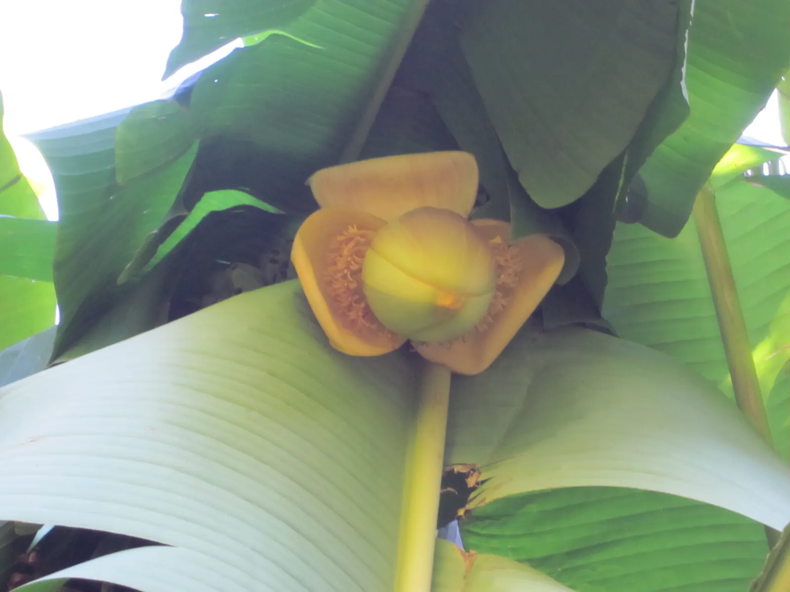 Edible Or Chinese Banana (Musa X Paradisiaca) — Hardy in USDA zones 10-11; creating a dense canopy of vibrant green foliage, image 47