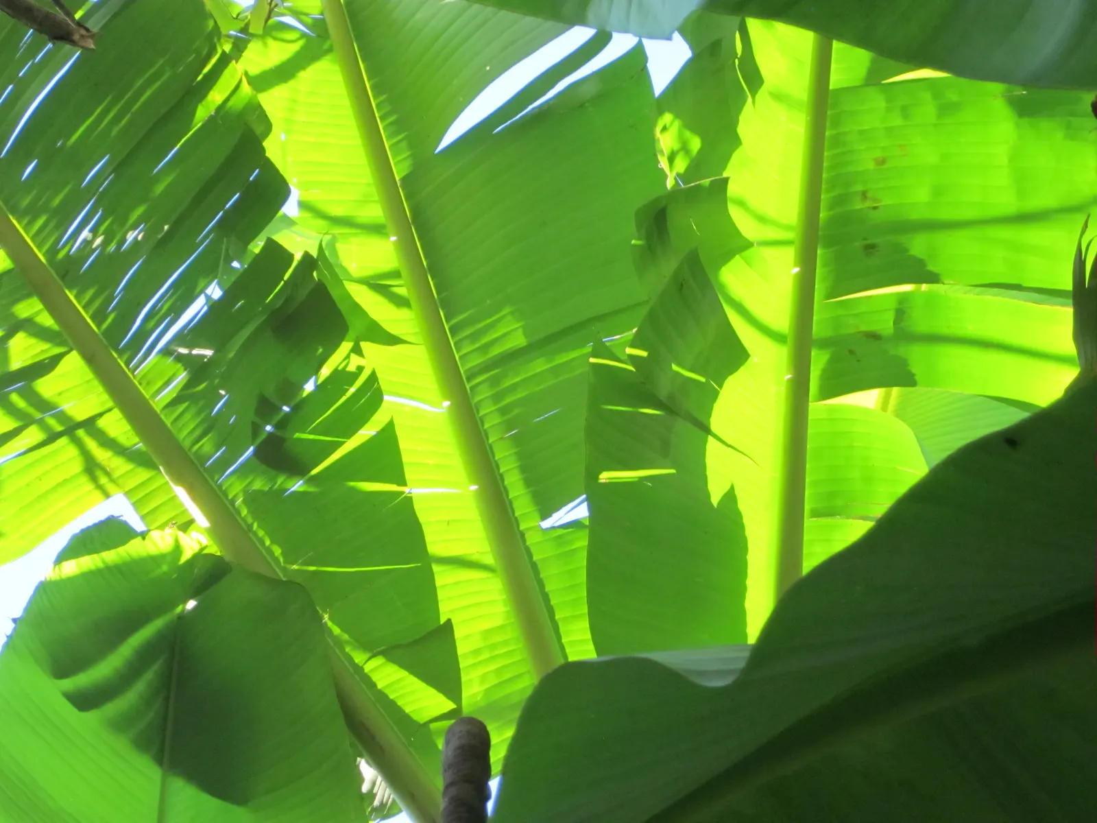 Edible Or Chinese Banana (Musa X Paradisiaca) — It requires regular watering but is intolerant of waterlogged roots; making them a delight for the, image 57