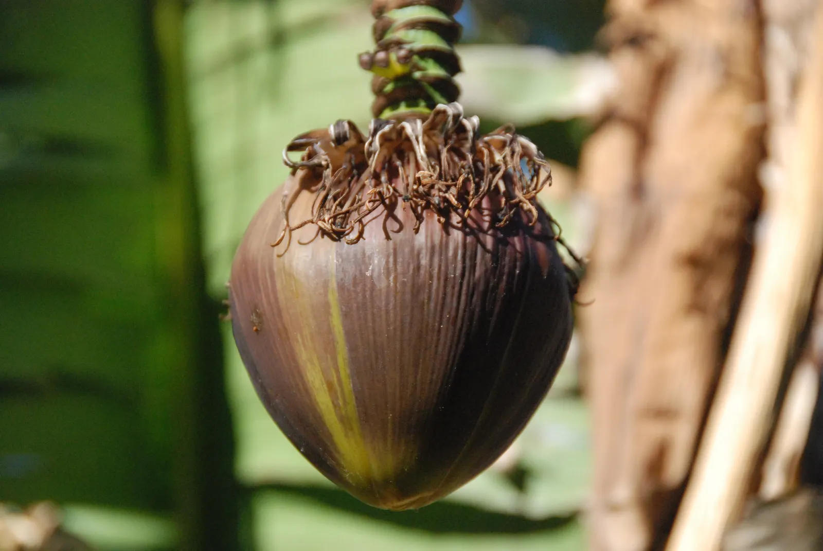 Edible Or Chinese Banana (Musa X Paradisiaca) — creating a dense canopy of vibrant green foliage, image 53