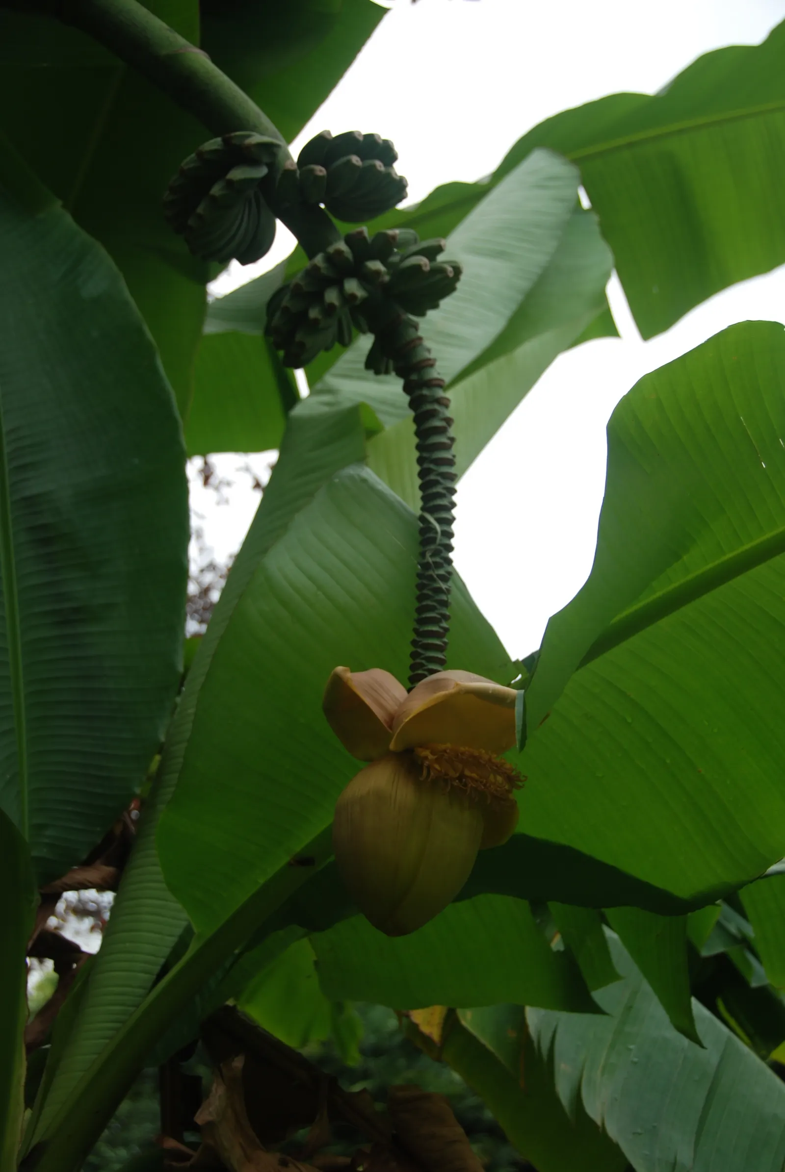Edible Or Chinese Banana (Musa X Paradisiaca) — fast-growing perennial reaching up to 20 feet; creating a dense canopy of vibrant green foliage, image 44
