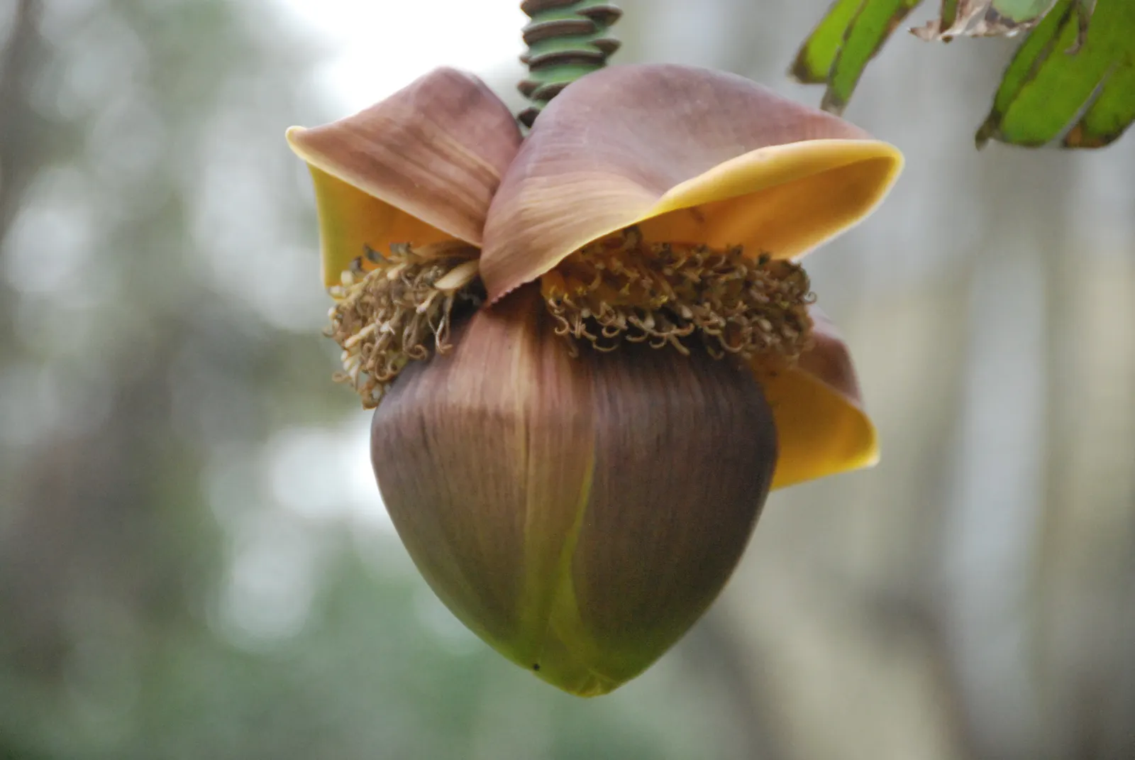 Edible Or Chinese Banana (Musa X Paradisiaca) — commonly referred to as the Edible Banana or Chinese Banana; this hybrid produces sweet, consumable fruit under