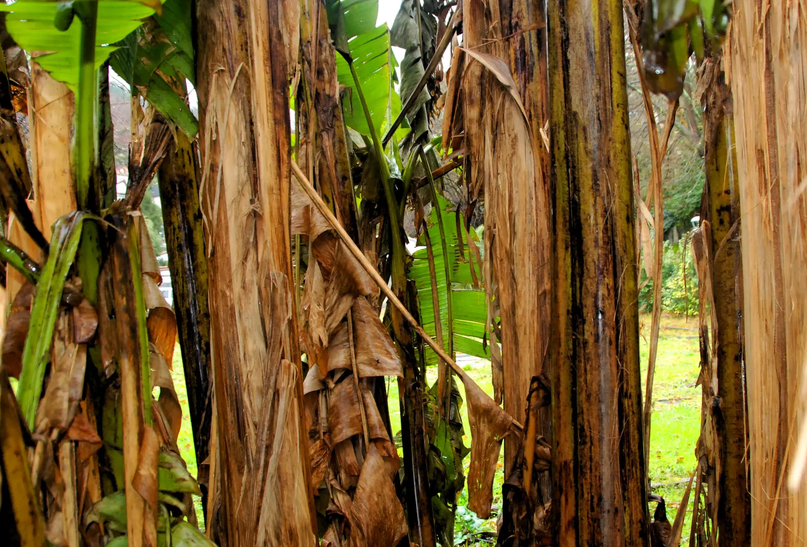 Edible Or Chinese Banana (Musa X Paradisiaca) — It requires regular watering but is intolerant of waterlogged roots