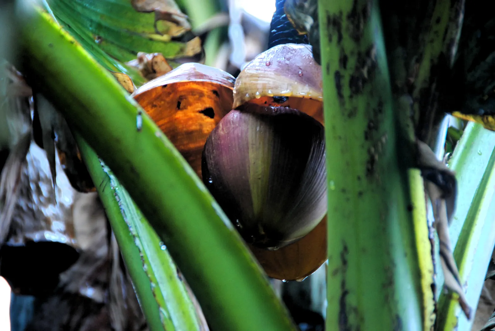 Edible Or Chinese Banana (Musa X Paradisiaca) — perennial for full or half; making them a delight for the homeowner's culinary use, image 63