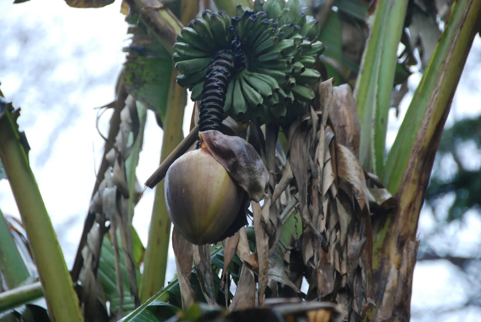 Edible Or Chinese Banana (Musa X Paradisiaca) — perennial with yellow blooms