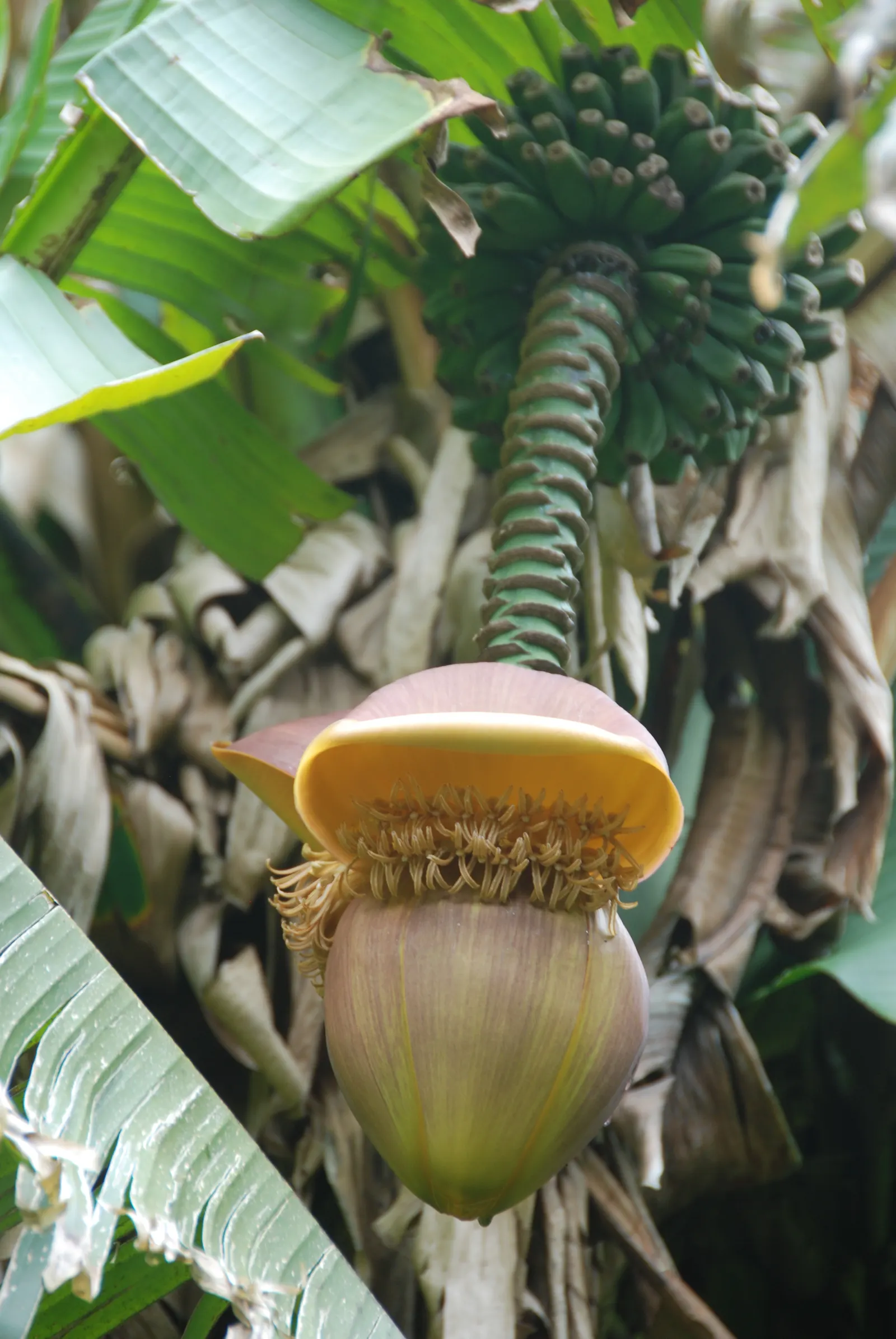 Edible Or Chinese Banana (Musa X Paradisiaca) — This hybrid produces sweet, consumable fruit under optimal conditions‚Äîfull sun and well-drained soil