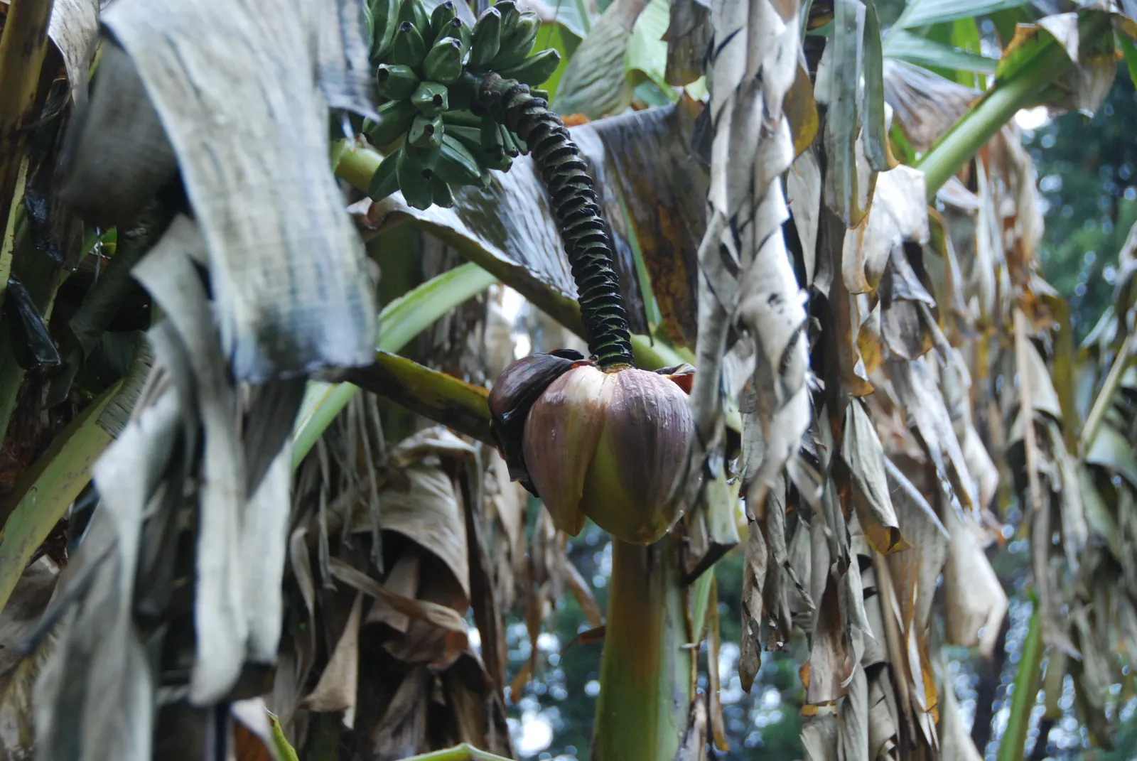 Edible Or Chinese Banana (Musa X Paradisiaca) — which adds visual interest and a sense of privacy; making them a delight for the homeowner's culinary use