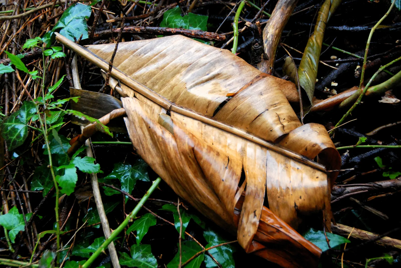 Edible Or Chinese Banana (Musa X Paradisiaca) — landscape designers should incorporate ample organic matter to ensure rich; creating a dense canopy, image 56