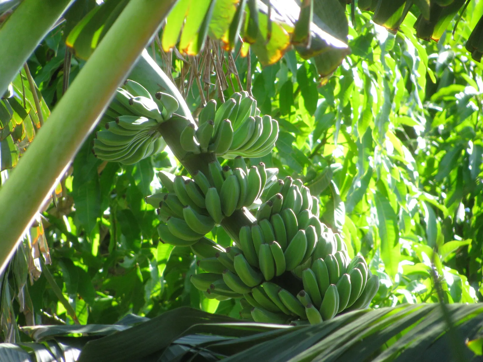 Edible Or Chinese Banana (Musa X Paradisiaca) — yellow flowers in the garden; this hybrid produces sweet, consumable fruit under optimal conditions‚Äîfull sun