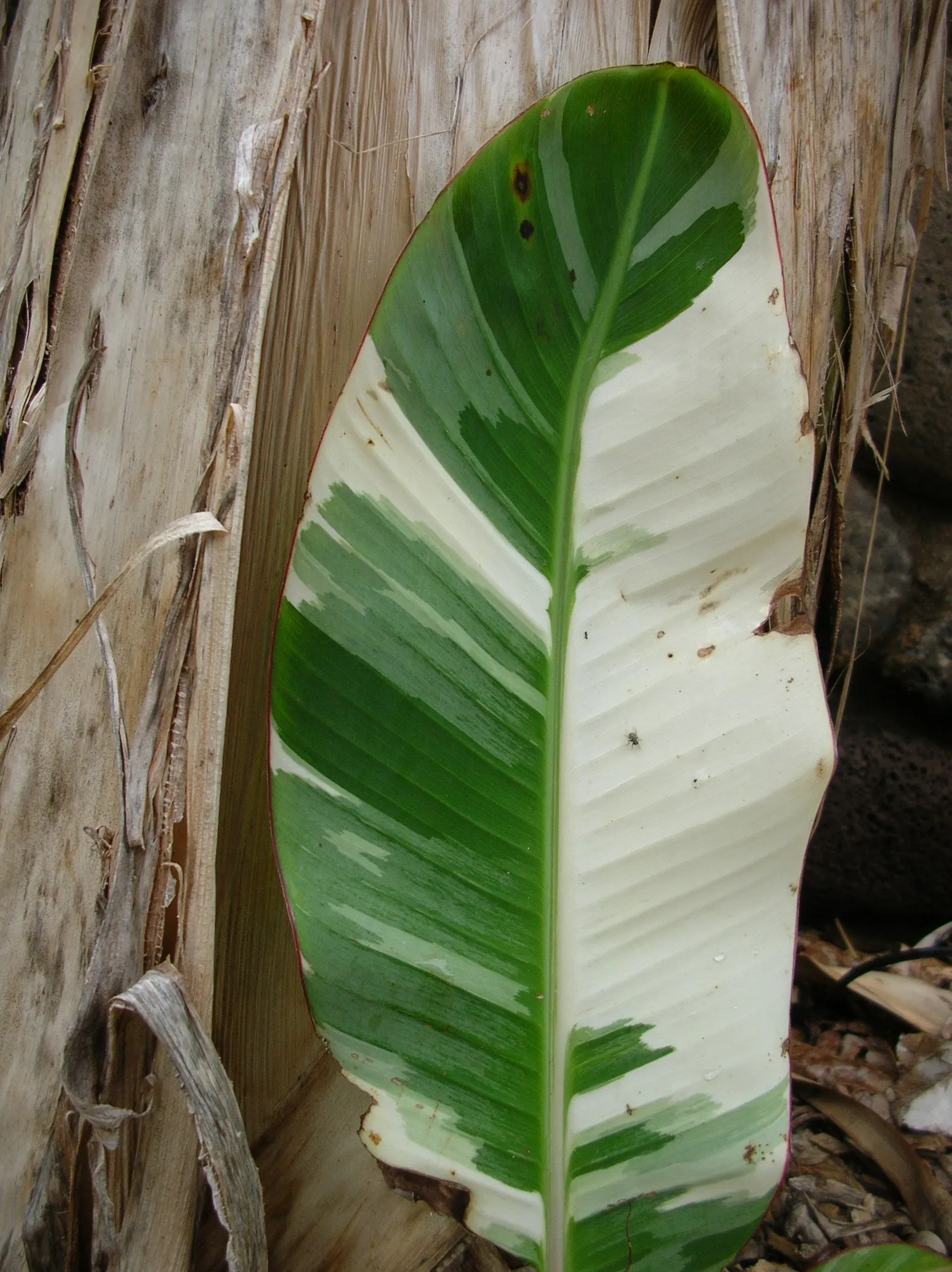 Edible Or Chinese Banana (Musa X Paradisiaca) — Its large, broad leaves can grow up to 9 feet in length, adding lush texture to landscapes; making, image 66
