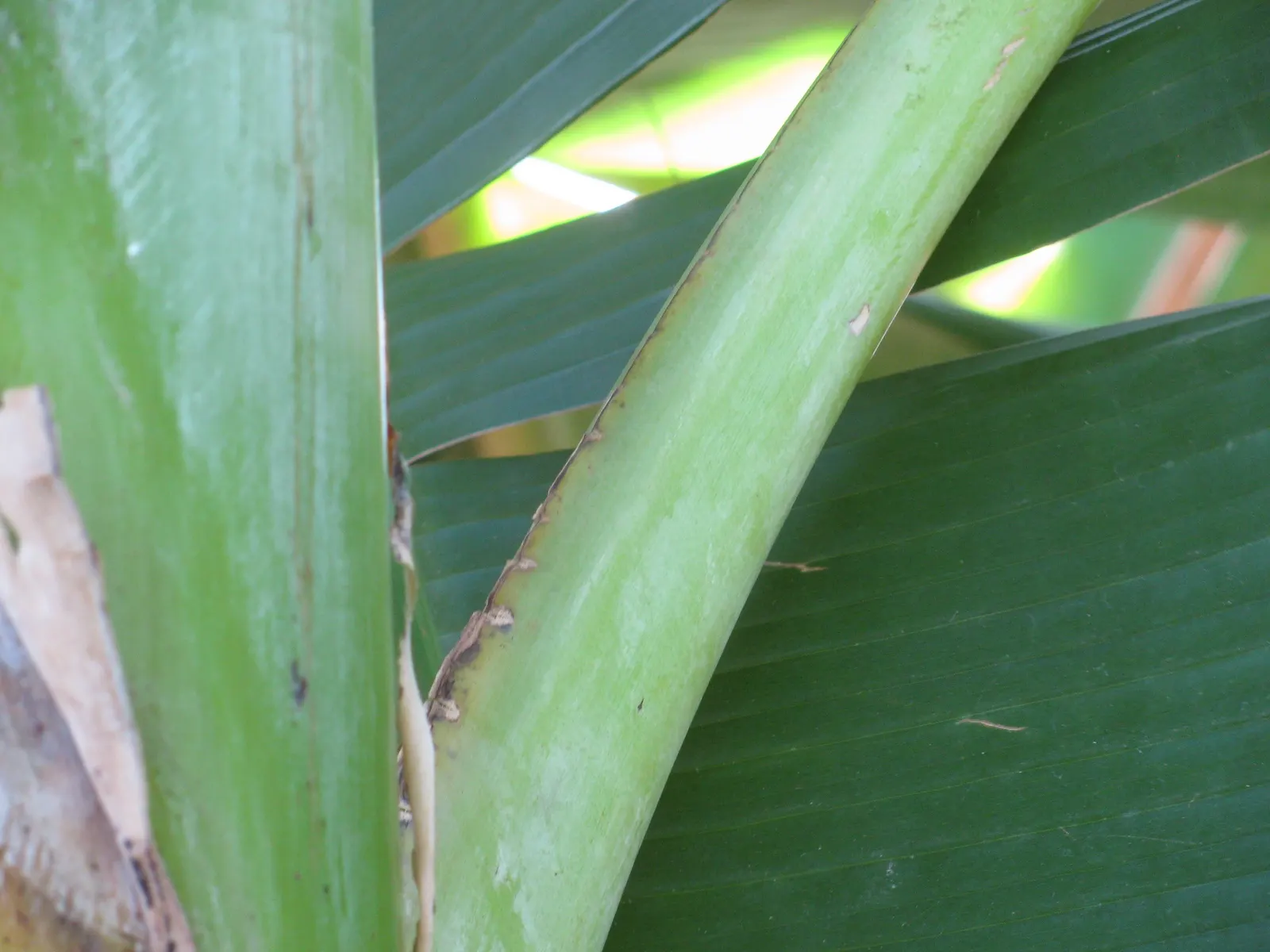 Edible Or Chinese Banana (Musa X Paradisiaca) — The banana plant is wind-sensitive; protection from strong gusts can prevent leaf damage; this hybrid produces