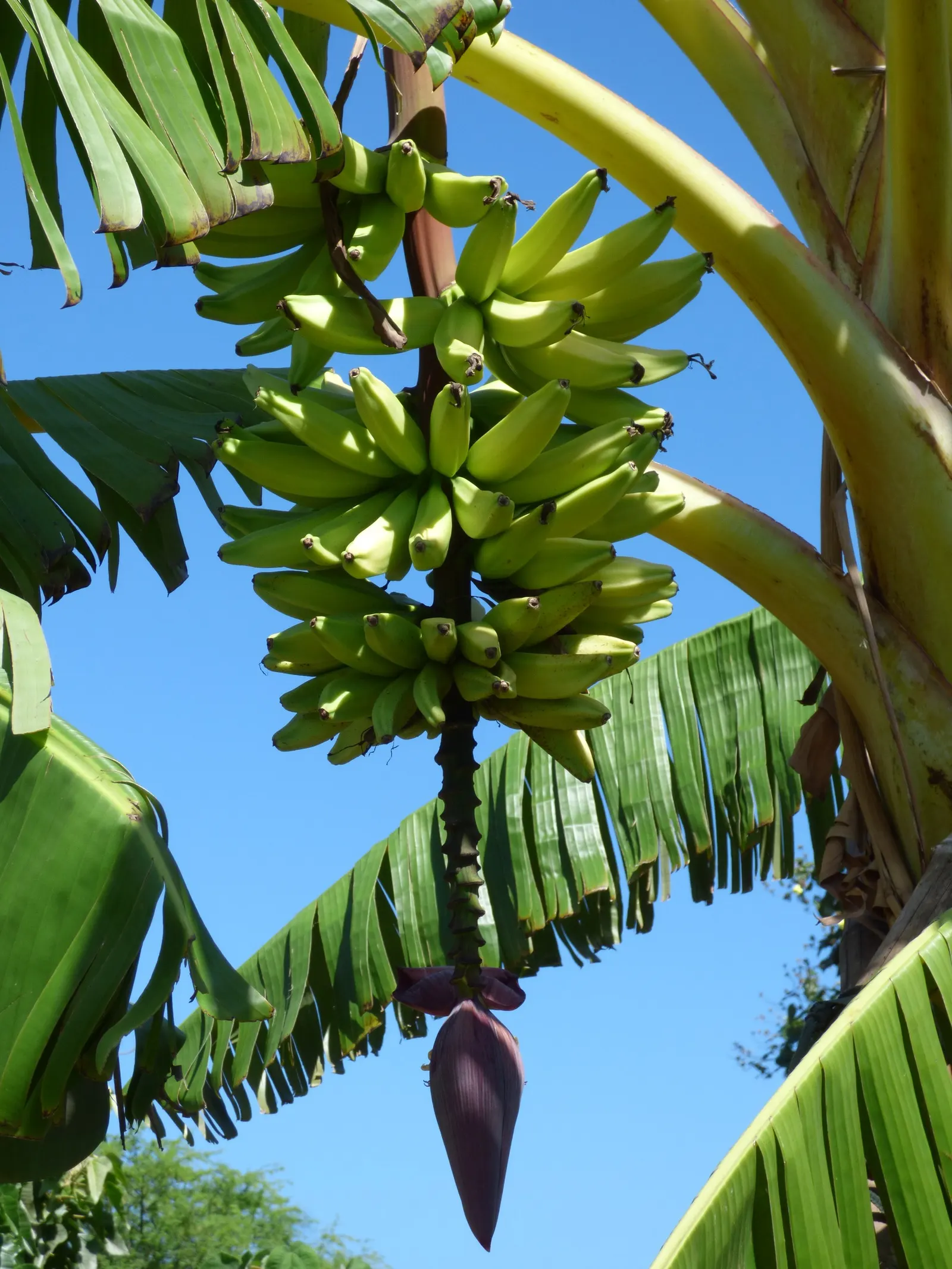 Edible Or Chinese Banana (Musa X Paradisiaca) — preserving its aesthetic appeal.<br><br>The plant produces flower stalks that mature into clusters of fruits