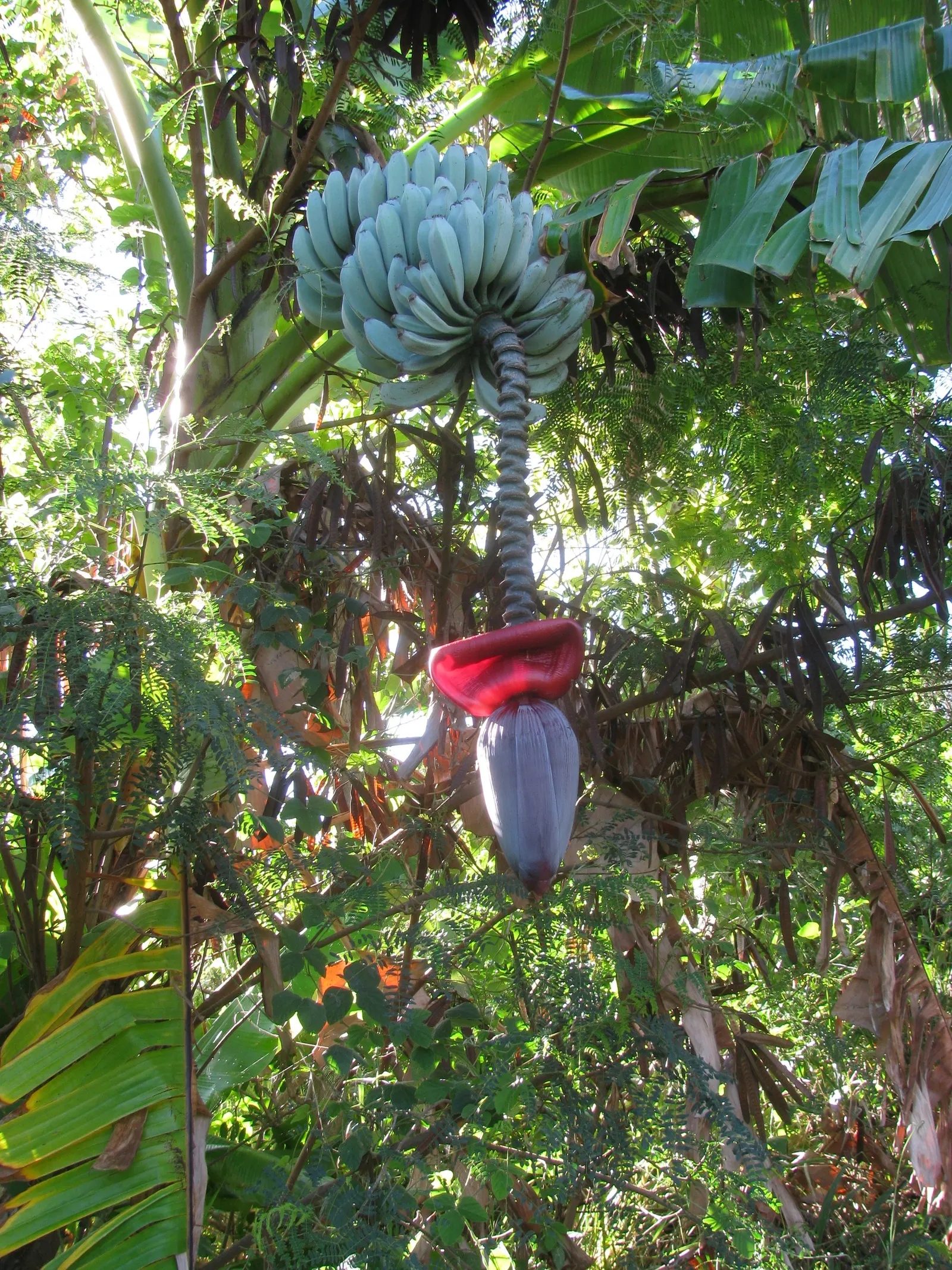 Edible Or Chinese Banana (Musa X Paradisiaca) — landscape designers should incorporate ample organic matter to ensure rich; creating a dense canopy of vibrant
