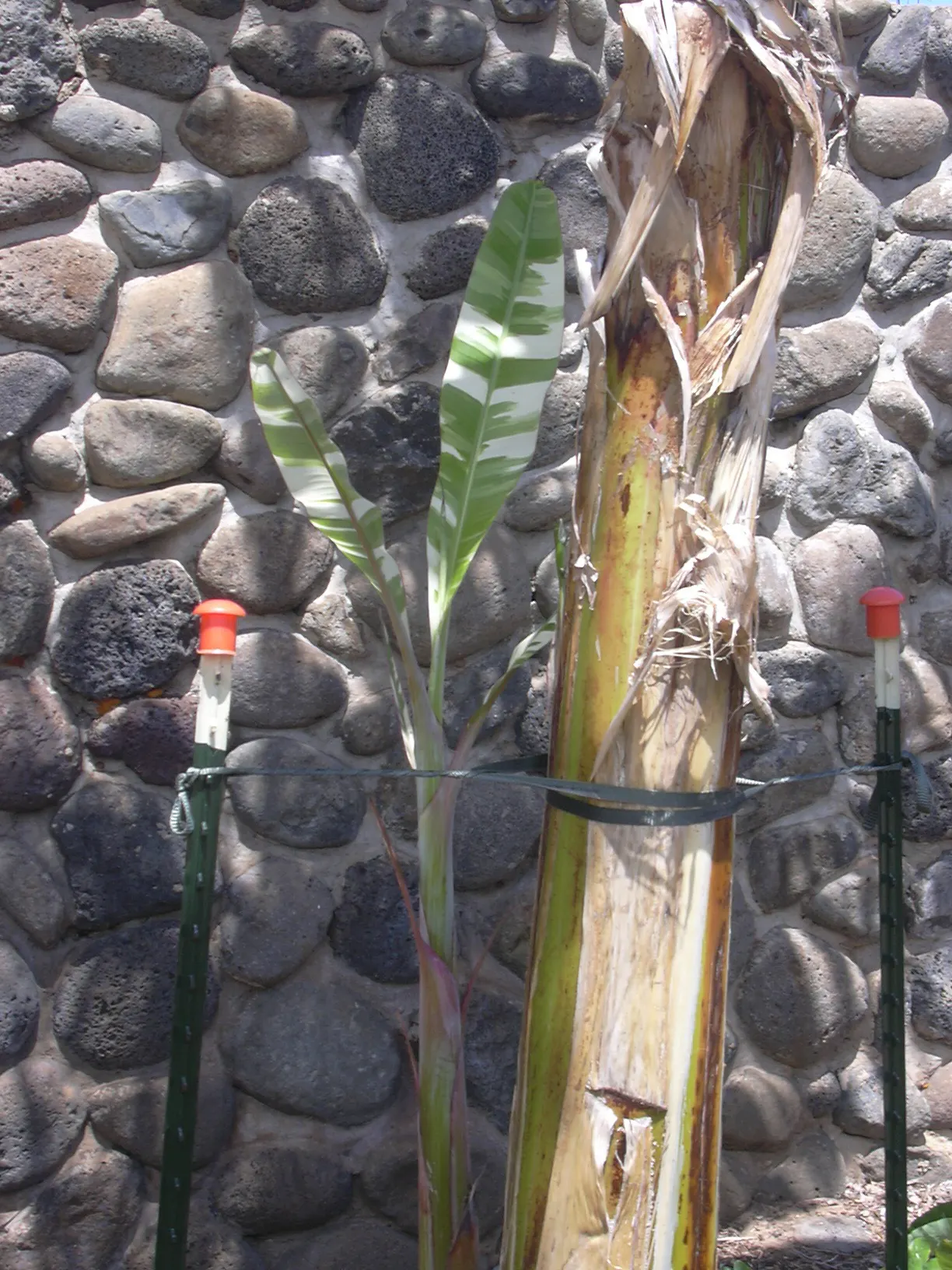 Edible Or Chinese Banana (Musa X Paradisiaca) — commonly referred to as the Edible Banana or Chinese Banana
