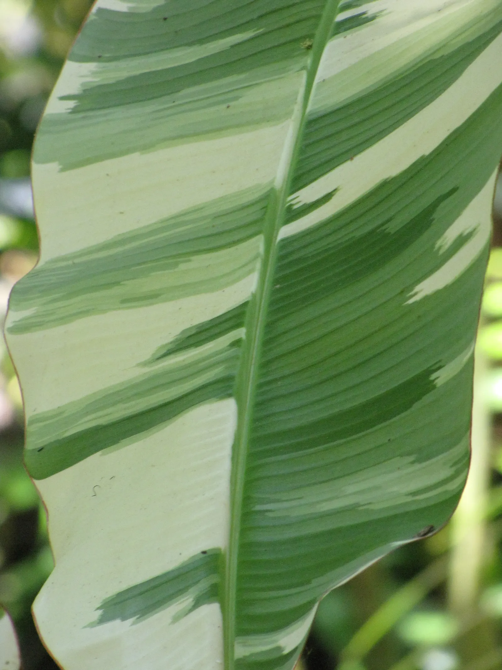 Edible Or Chinese Banana (Musa X Paradisiaca) — commonly known as the Edible Banana; this hybrid produces sweet, consumable fruit under optimal