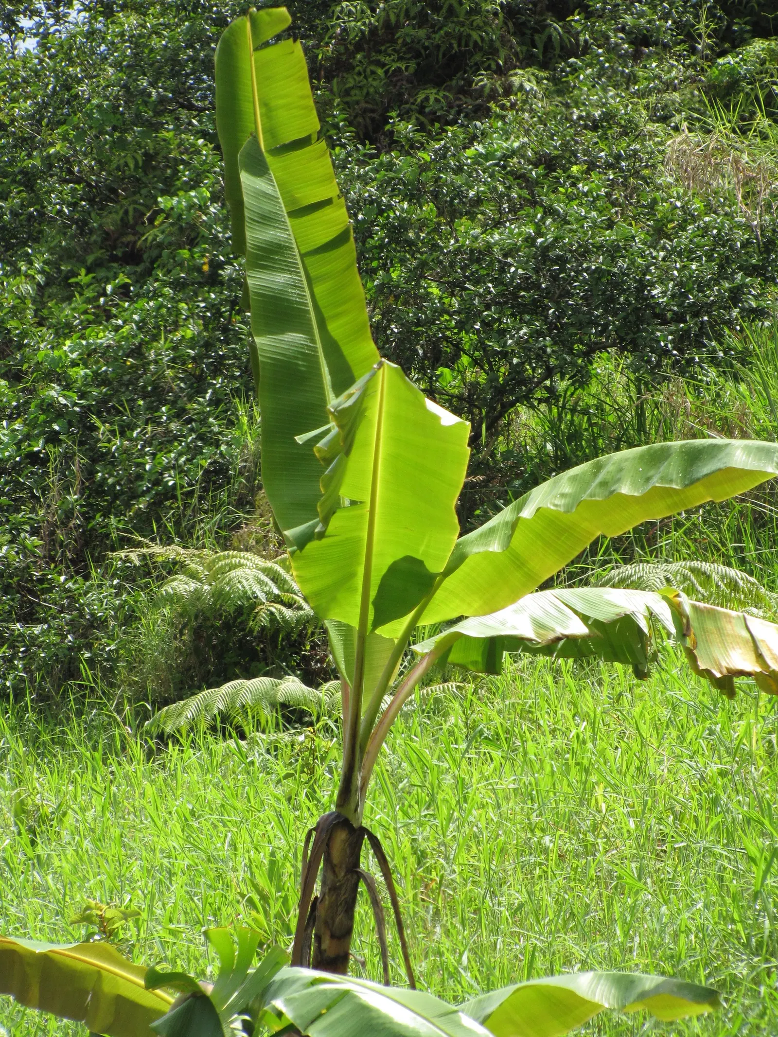 Edible Or Chinese Banana (Musa X Paradisiaca) — perennial with yellow blooms; creating a dense canopy of vibrant green foliage, image 62