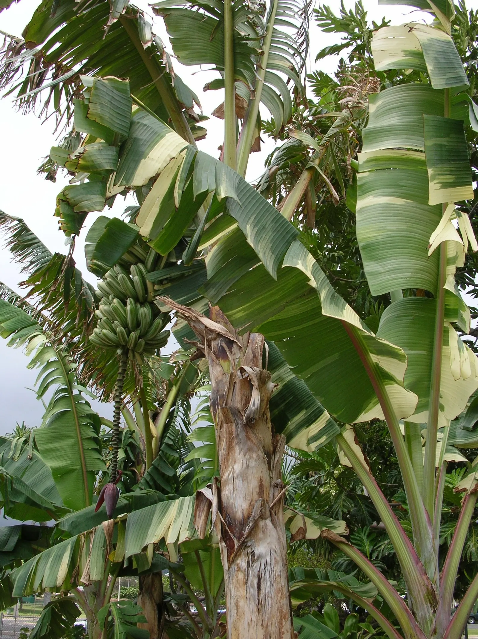 Edible Or Chinese Banana (Musa X Paradisiaca) — making them a delight for the homeowner's culinary use