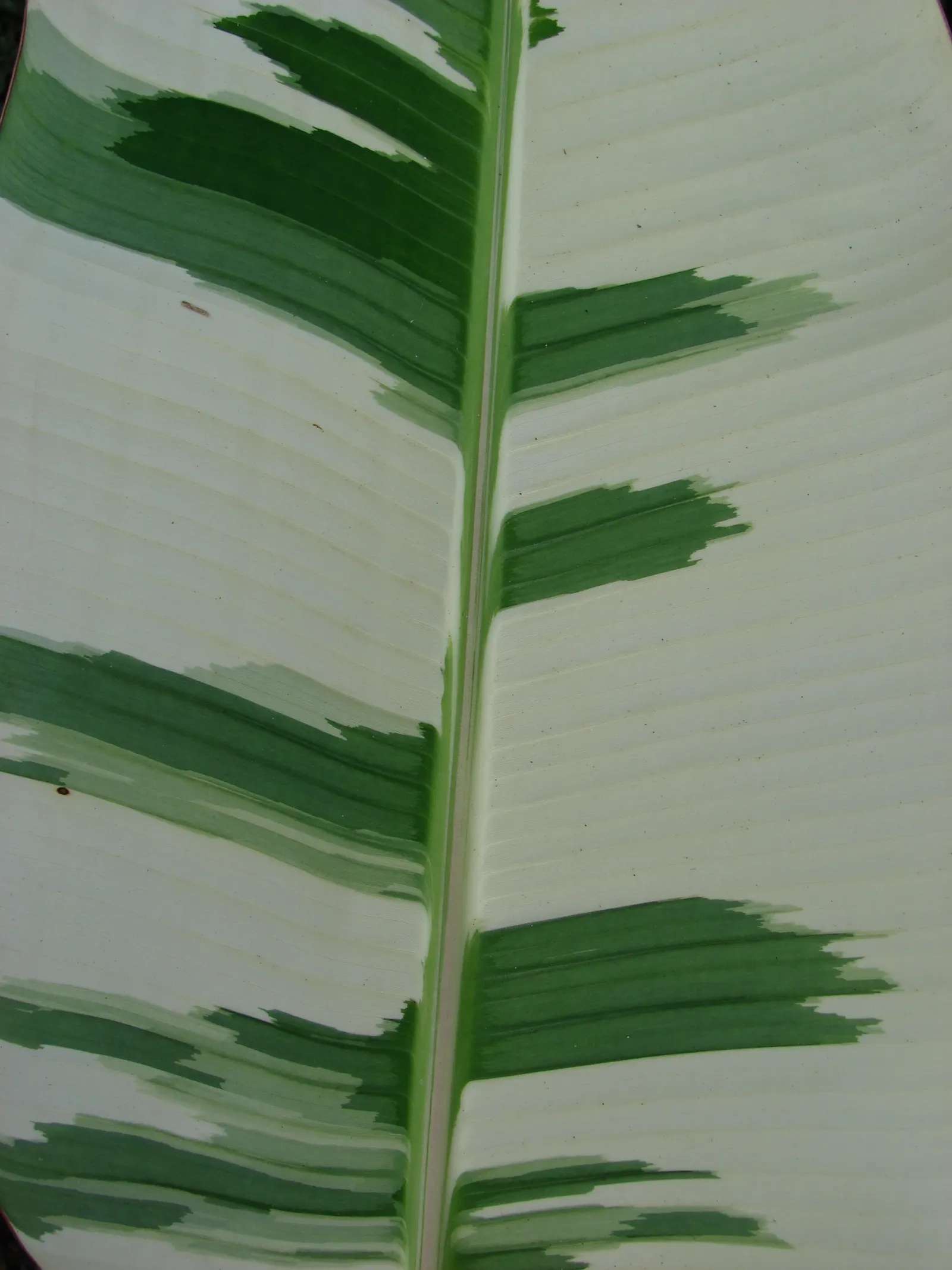Edible Or Chinese Banana (Musa X Paradisiaca) — preserving its aesthetic appeal.<br><br>The plant produces flower stalks that mature into clusters, image 38