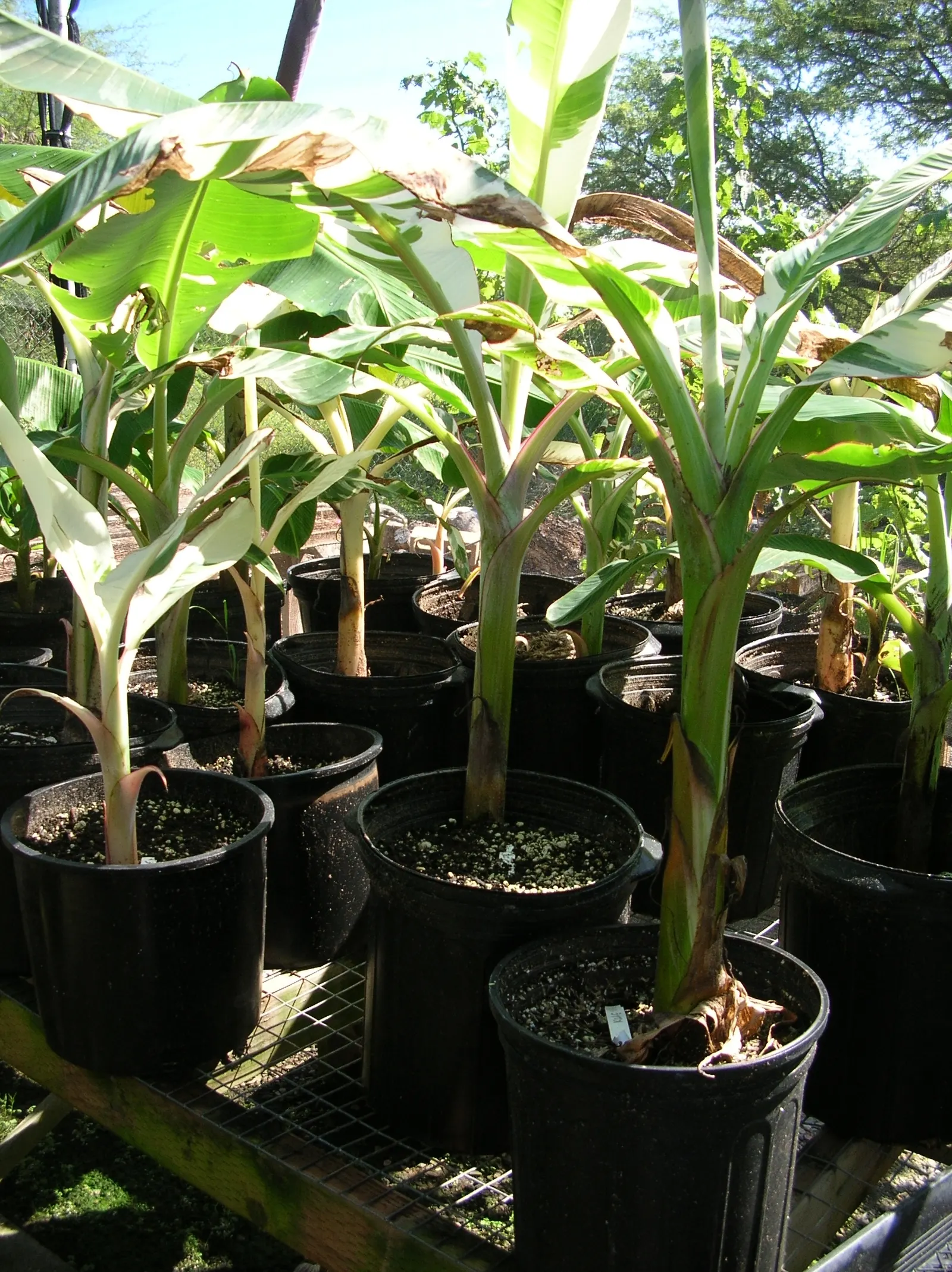 Edible Or Chinese Banana (Musa X Paradisiaca) — Given the plant's tropical origins