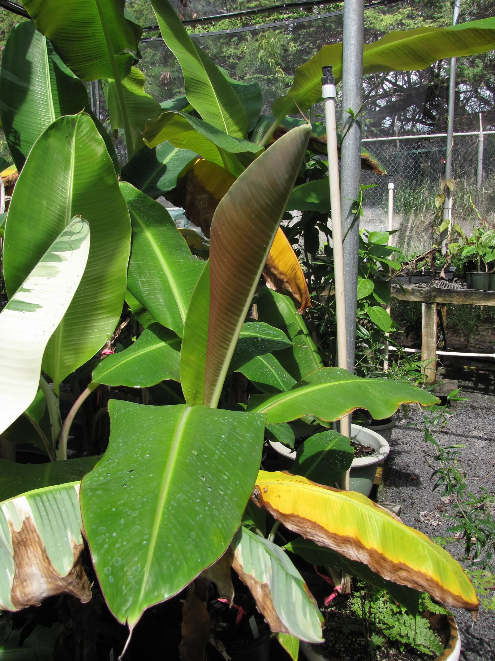 Edible Or Chinese Banana (Musa X Paradisiaca) — perennial for full or half