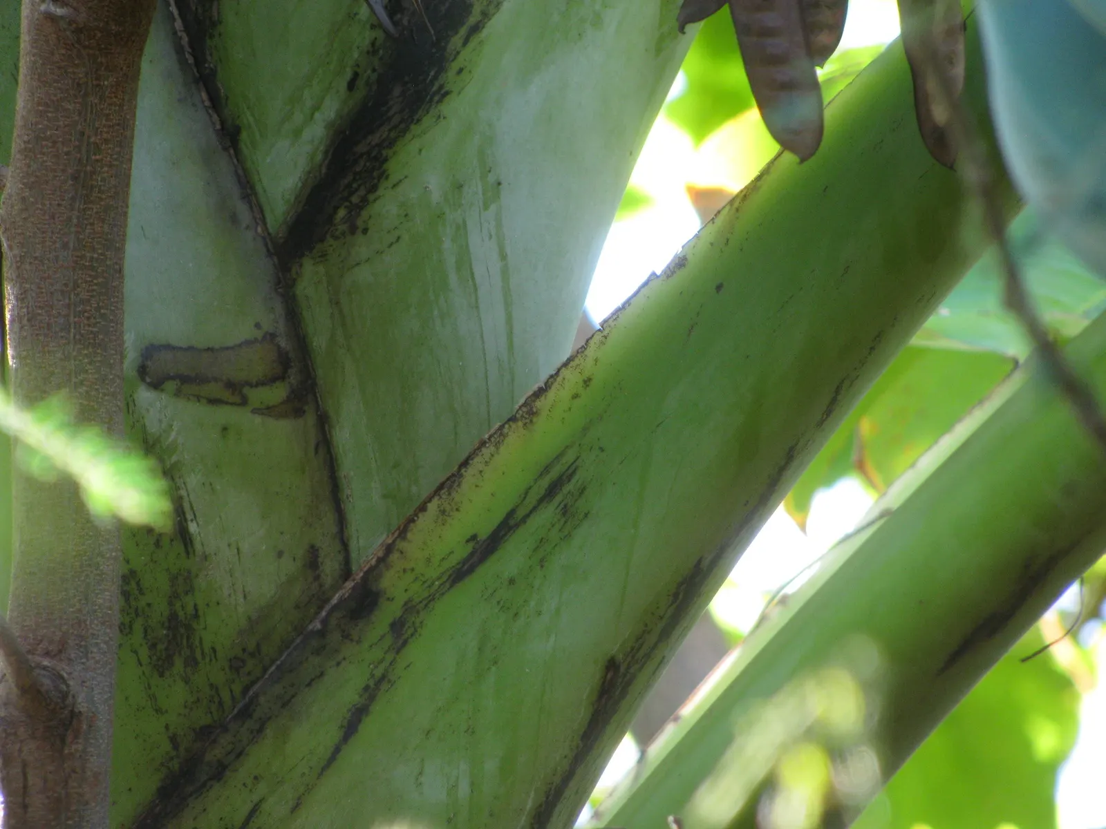 Edible Or Chinese Banana (Musa X Paradisiaca) — yellow flowers in the garden; this hybrid produces sweet, consumable fruit under optimal, image 61