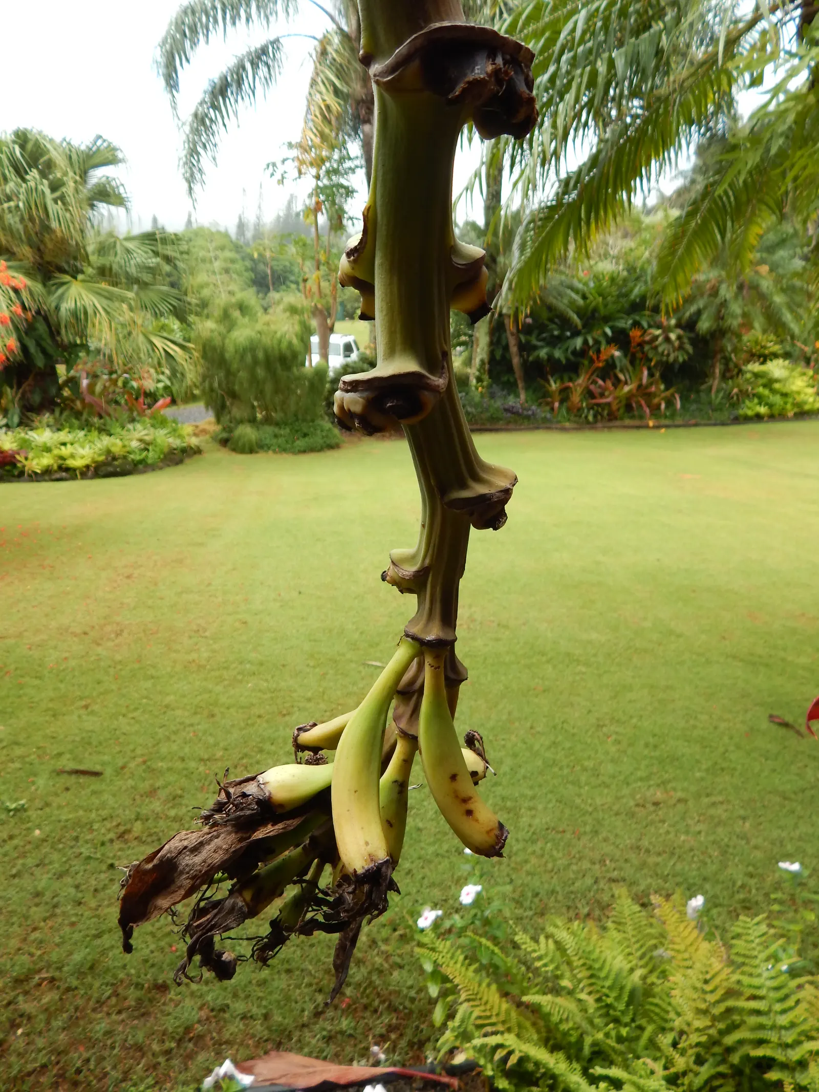 Edible Or Chinese Banana (Musa X Paradisiaca) — This hybrid produces sweet, consumable fruit under optimal conditions‚Äîfull sun and well-drained, image 67