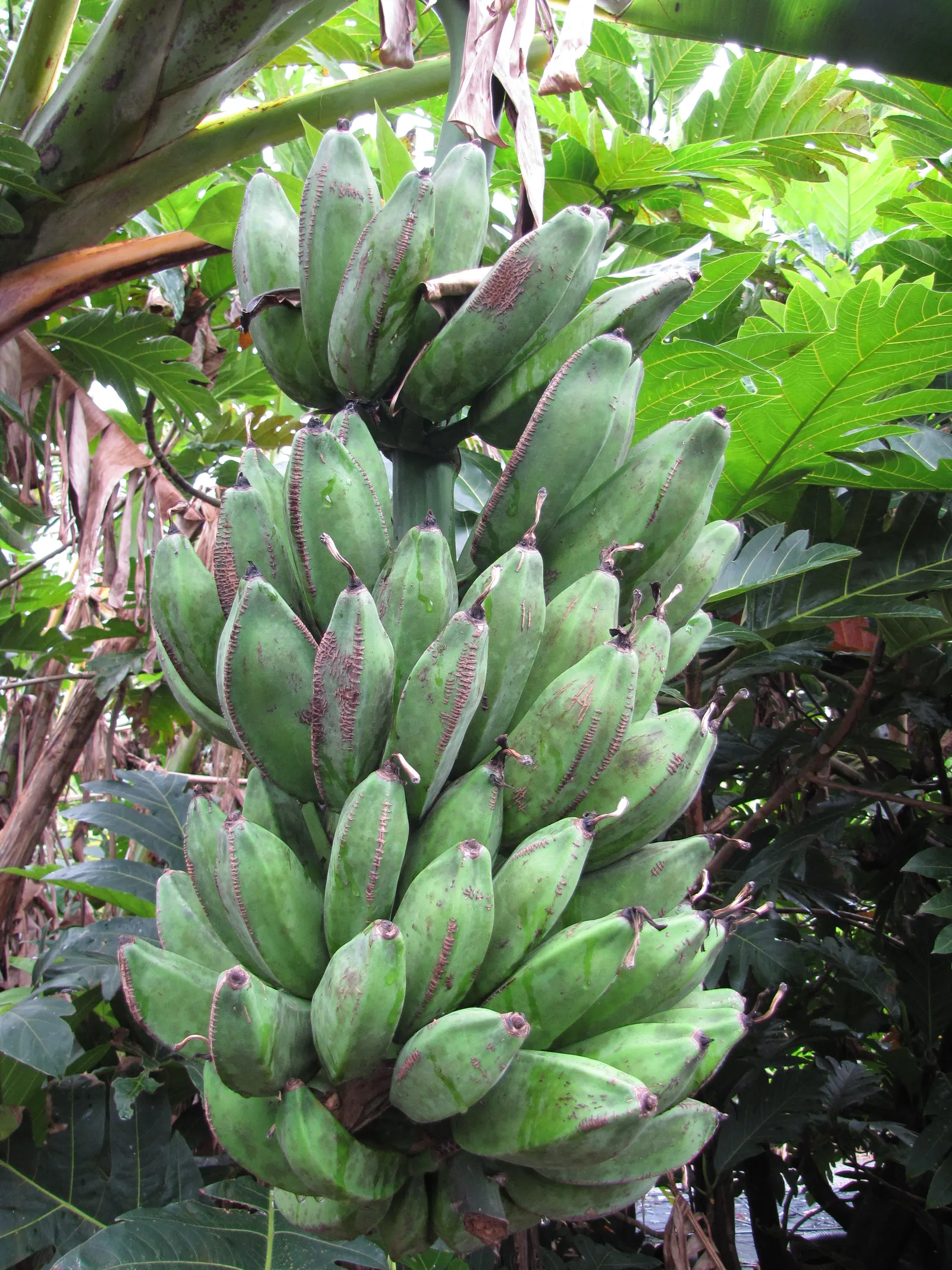 Edible Or Chinese Banana (Musa X Paradisiaca) — perennial for full or half; making them a delight for the homeowner's culinary use