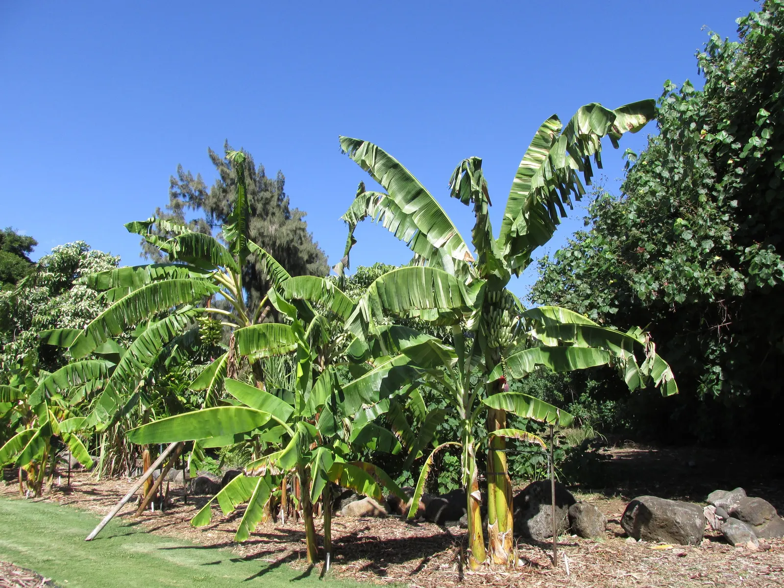Edible Or Chinese Banana (Musa X Paradisiaca) — fast-growing perennial reaching up to 20 feet