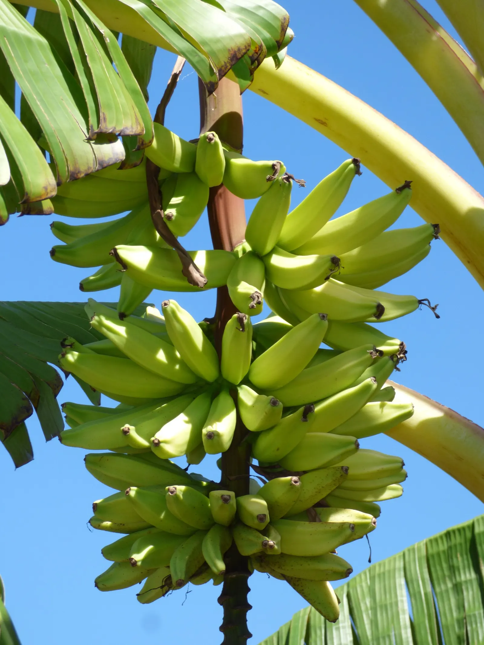 Edible Or Chinese Banana (Musa X Paradisiaca) — commonly referred to as the Edible Banana or Chinese Banana; this hybrid produces sweet, consumable, image 49