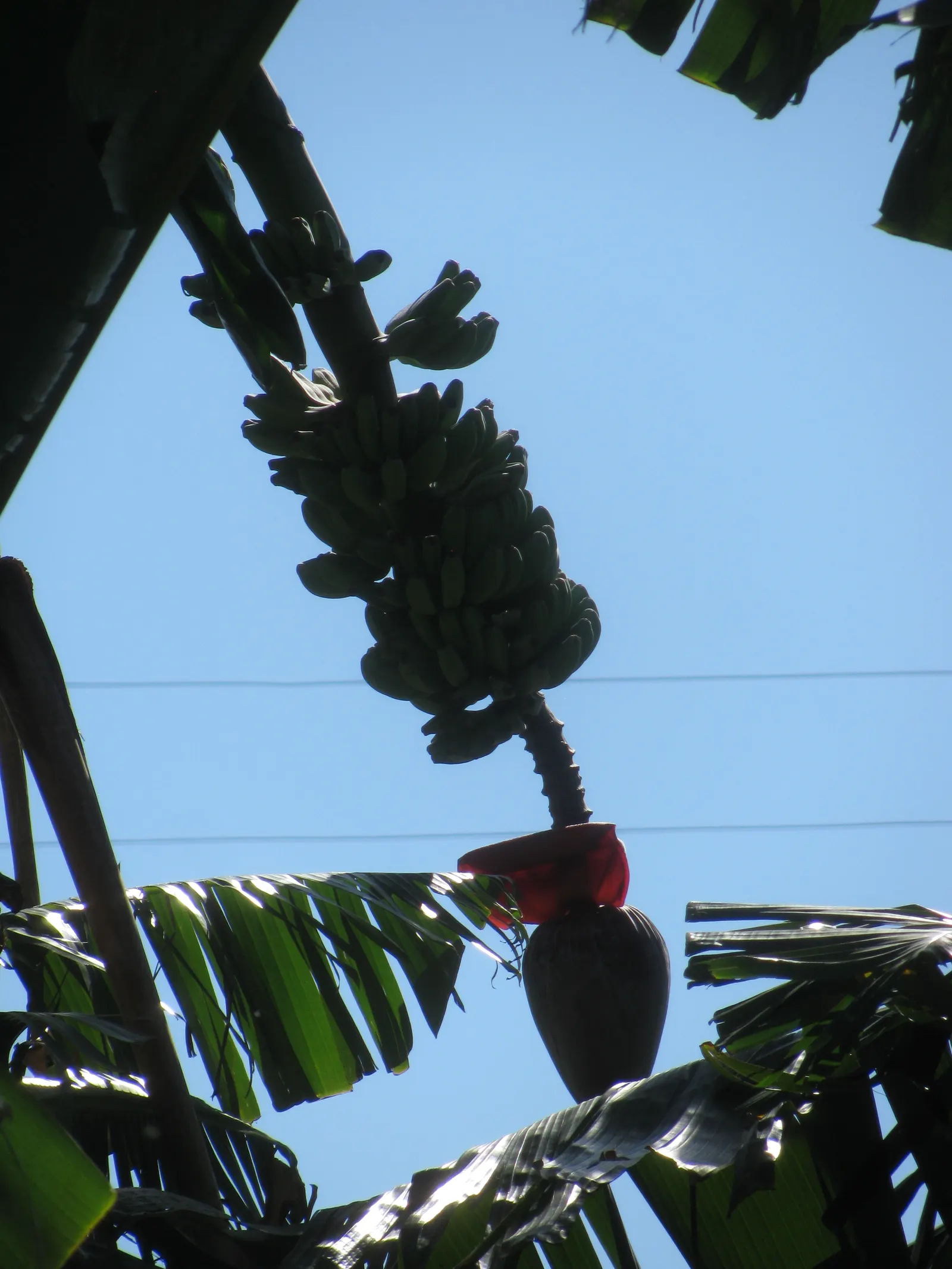Edible Or Chinese Banana (Musa X Paradisiaca) — Its large, broad leaves can grow up to 9 feet in length, adding lush texture to landscapes