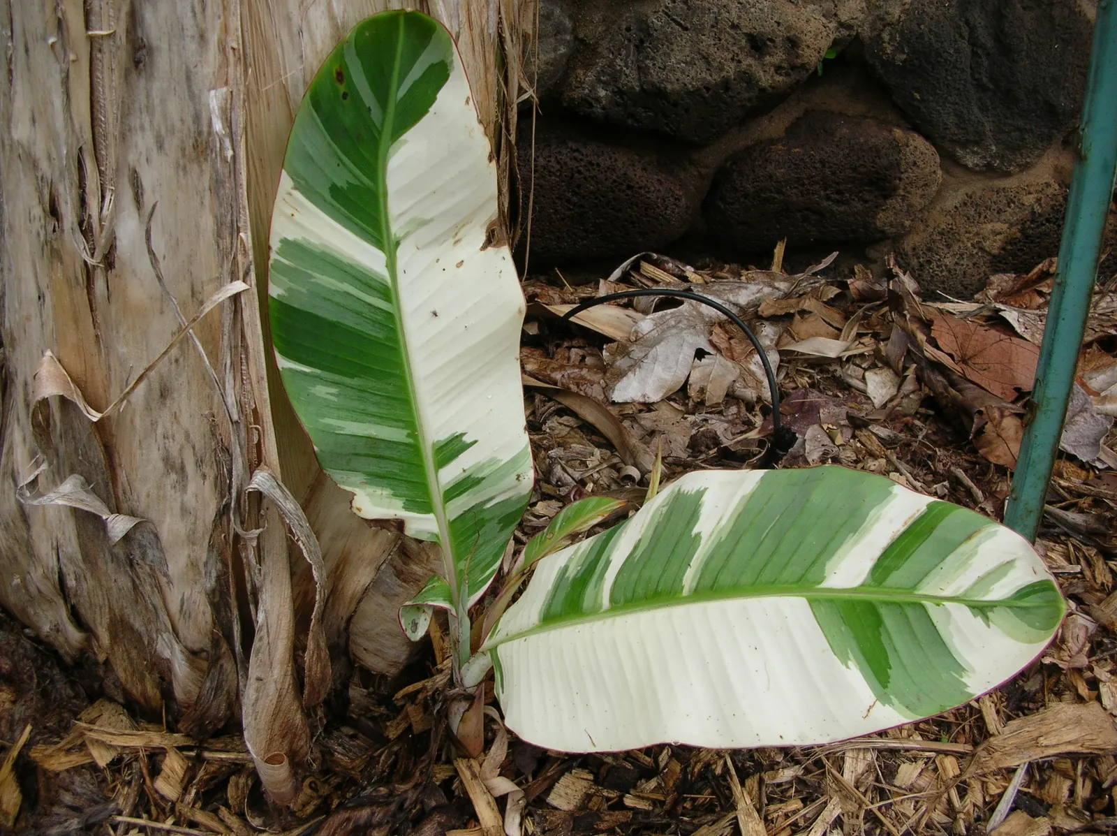 Edible Or Chinese Banana (Musa X Paradisiaca) — is a hybrid of the wild species Musa acuminata and Musa balbisiana; creating a dense canopy of, image 71