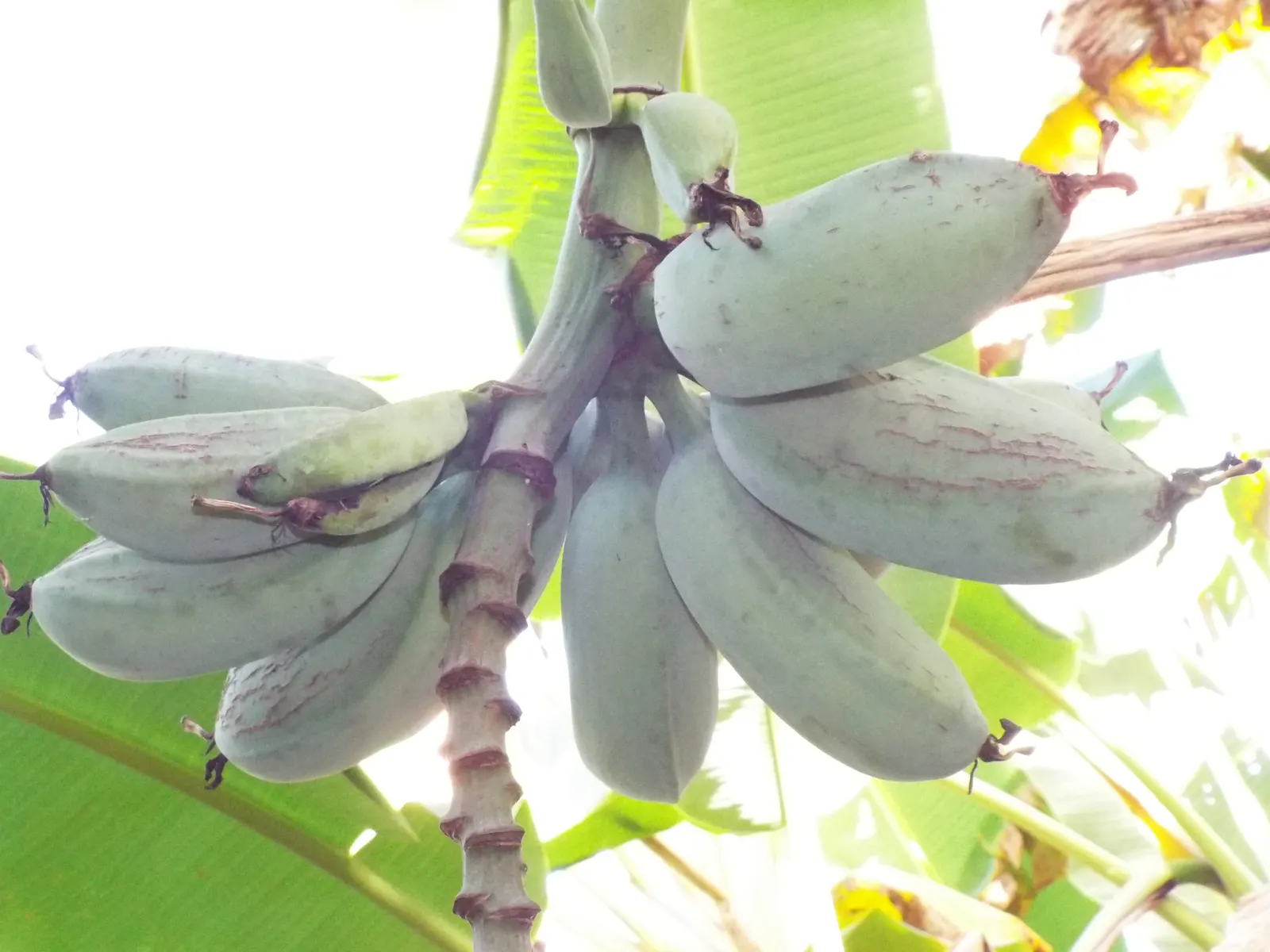 Edible Or Chinese Banana (Musa X Paradisiaca) — providing an impressive presence in any garden setting; making them a delight for the homeowner's culinary use