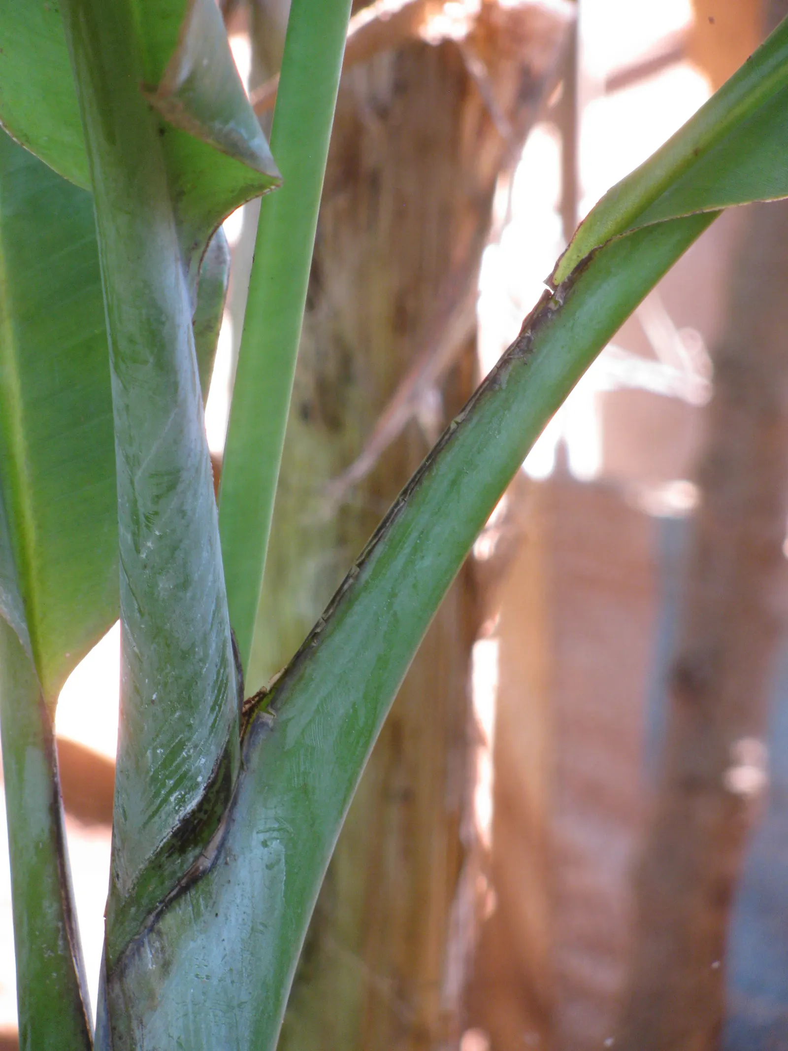 Edible Or Chinese Banana (Musa X Paradisiaca) — it offers both aesthetic appeal and practical harvest for any warm-climate garden design; making them a delight