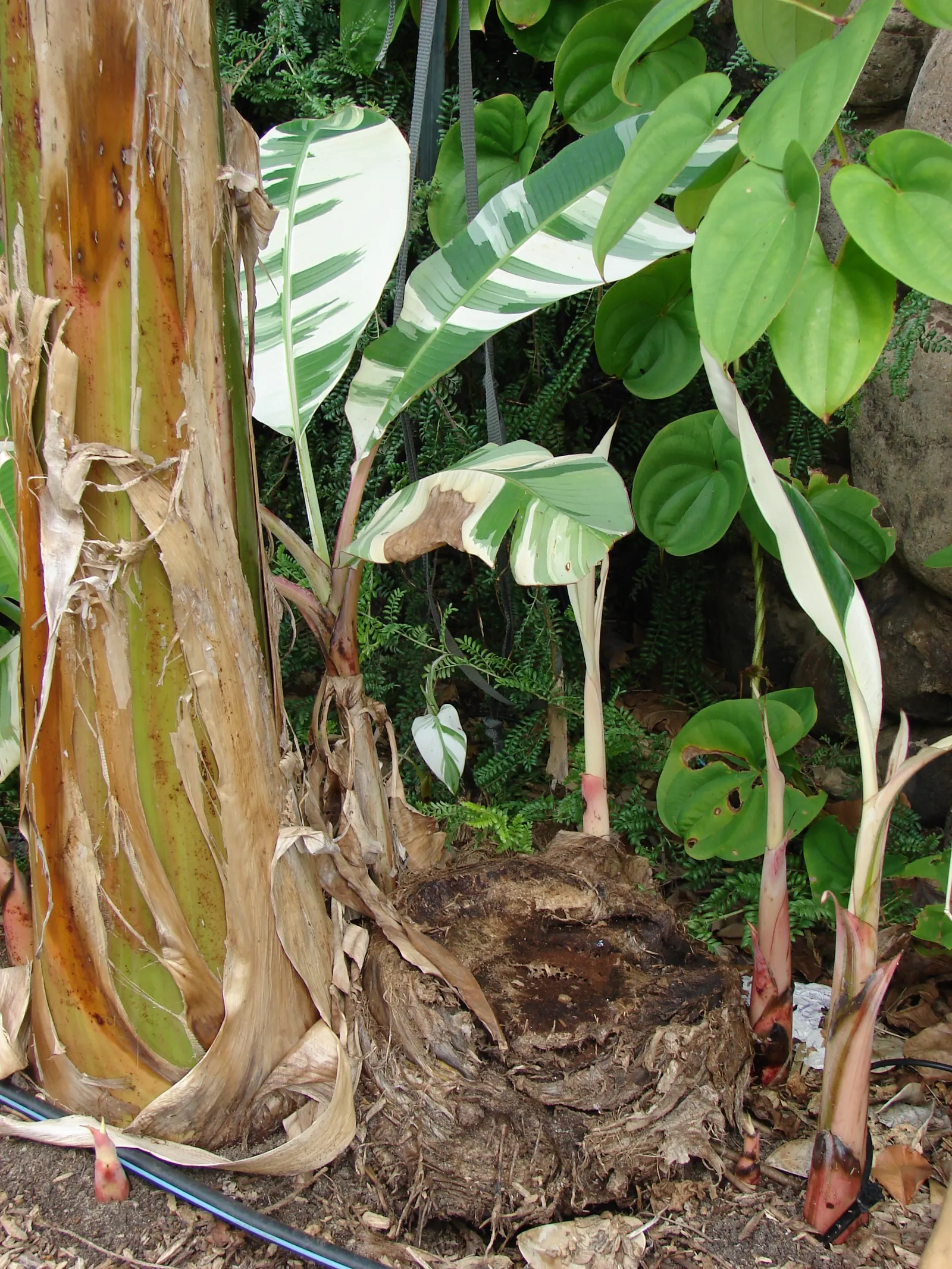 Edible Or Chinese Banana (Musa X Paradisiaca) — it offers both aesthetic appeal and practical harvest for any warm-climate garden design
