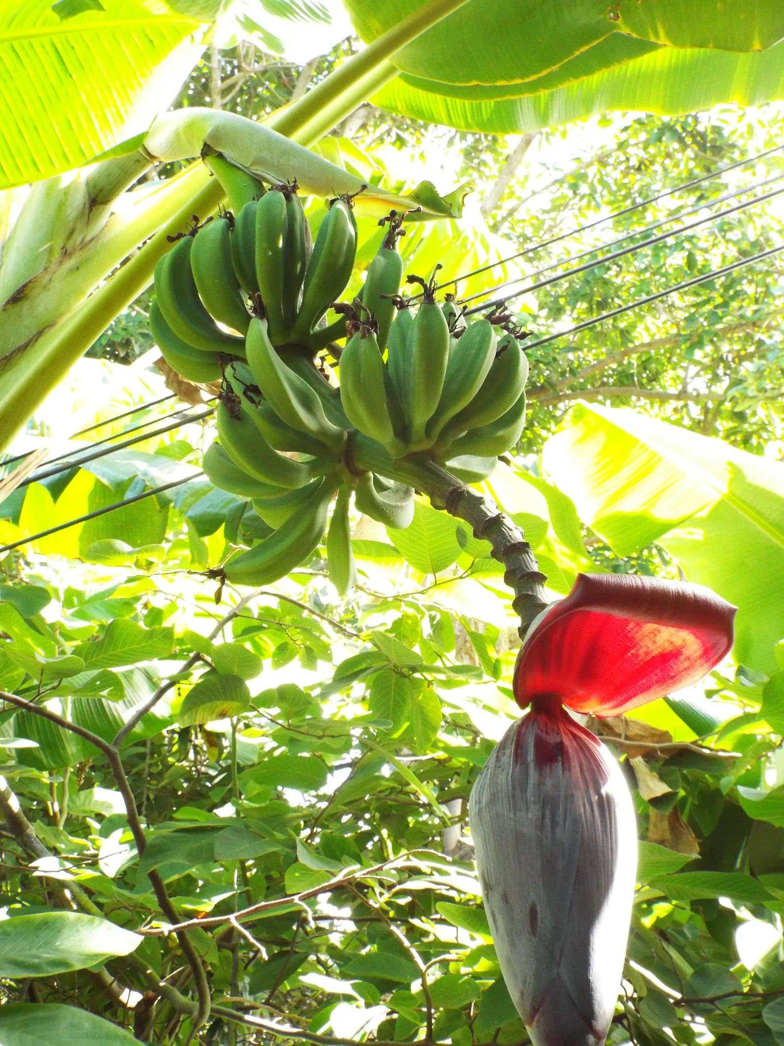 Edible Or Chinese Banana (Musa X Paradisiaca) — elongated leaves can grow up to 6 to 8 feet long