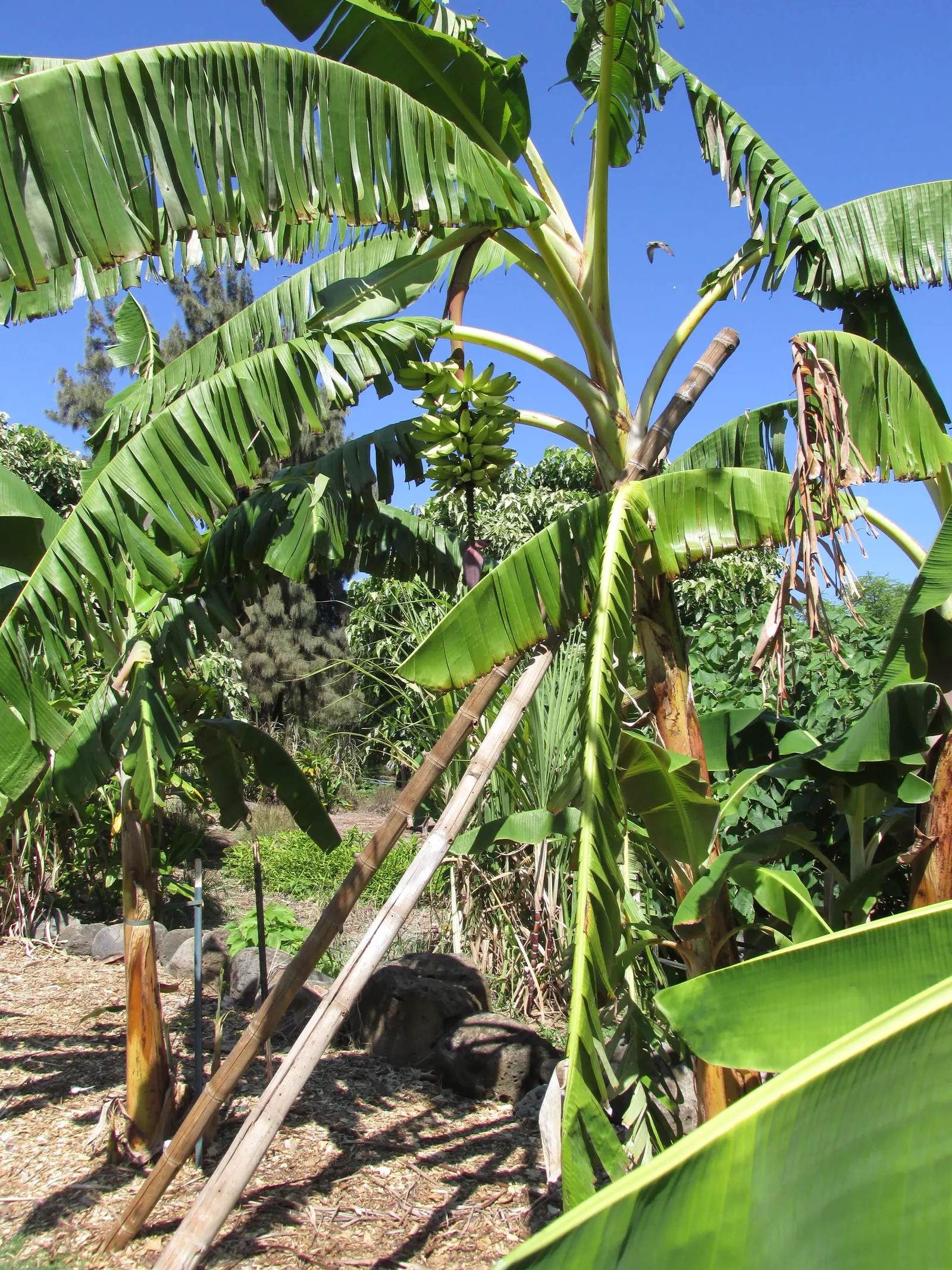 Edible Or Chinese Banana (Musa X Paradisiaca) — it offers both aesthetic appeal and practical harvest for any warm-climate garden design; making, image 48