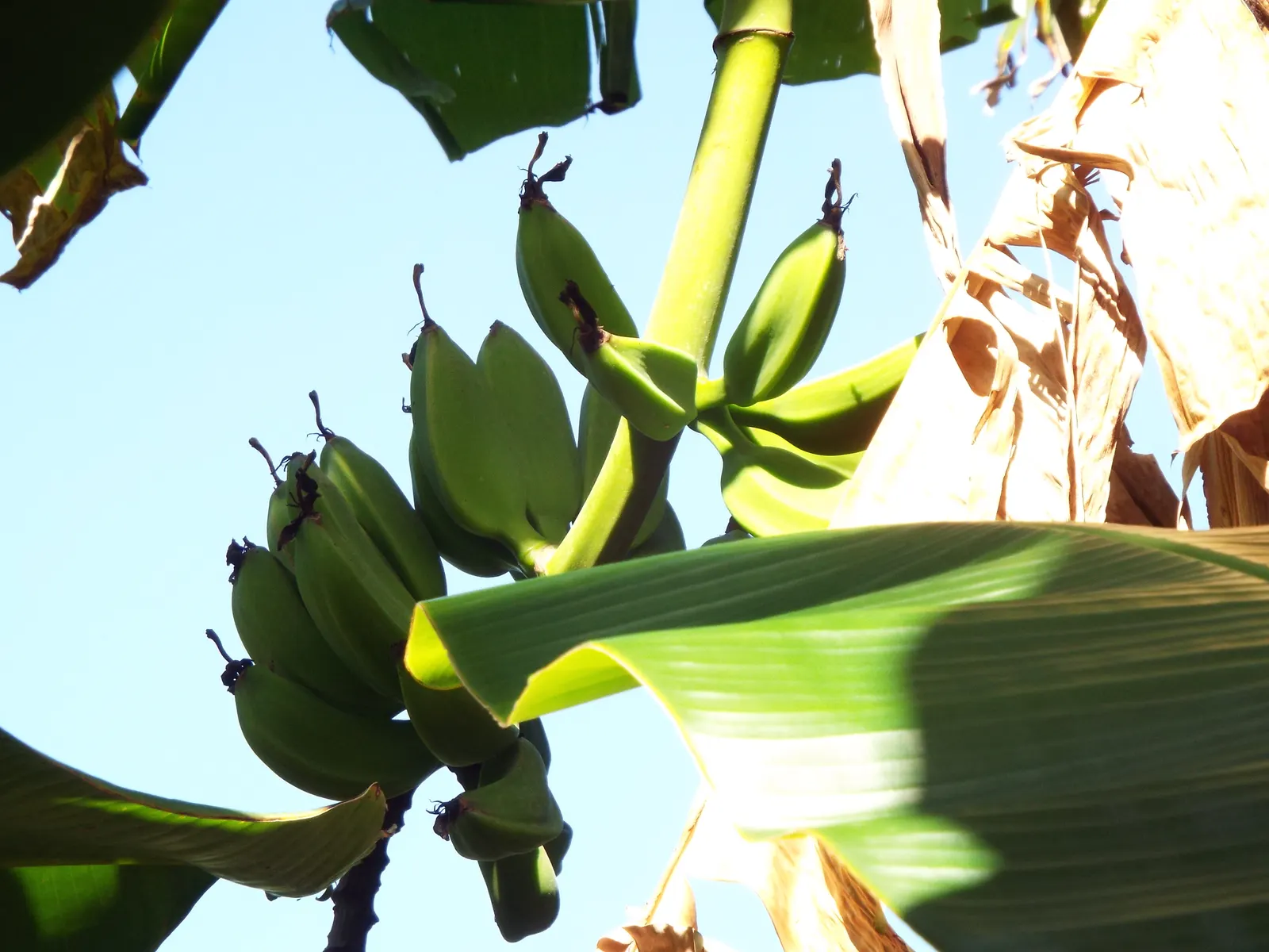 Edible Or Chinese Banana (Musa X Paradisiaca) — Hardy in USDA zones 10-11; creating a dense canopy of vibrant green foliage, image 68