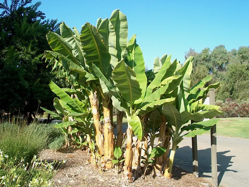 Edible Or Chinese Banana (Musa X Paradisiaca) — providing an impressive presence in any garden setting; making them a delight for the homeowner's, image 51
