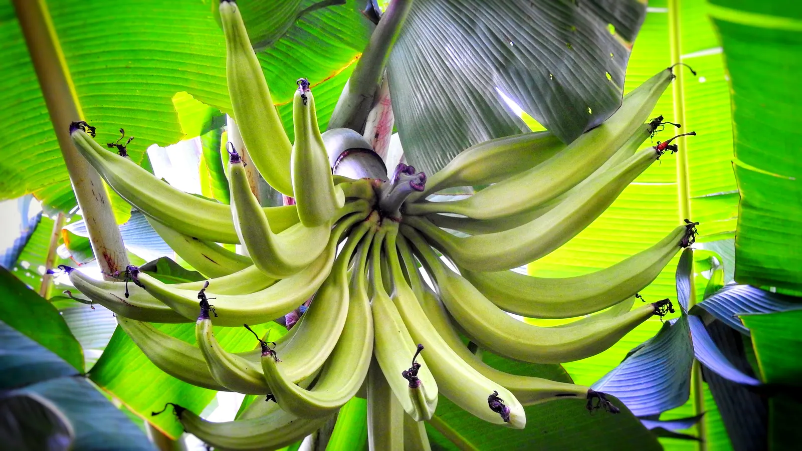 Edible Or Chinese Banana (Musa X Paradisiaca) — The banana plant is wind-sensitive; protection from strong gusts can prevent leaf damage