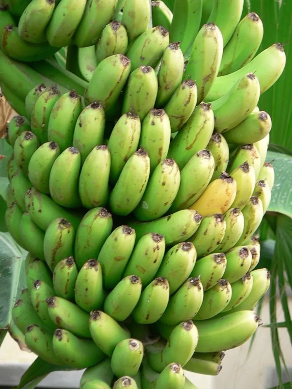 Edible Or Chinese Banana (Musa X Paradisiaca) — creating a dense canopy of vibrant green foliage, image 32