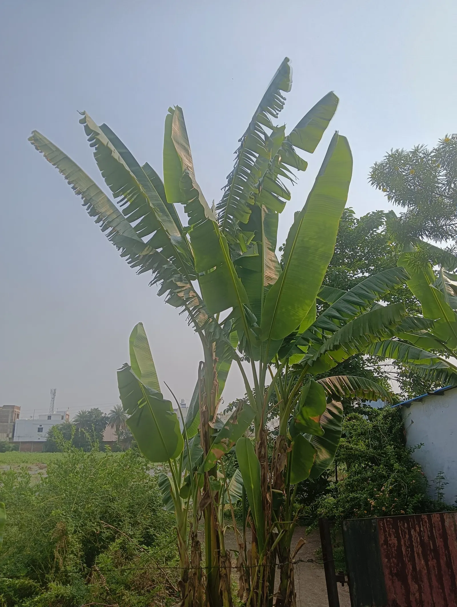 Edible Or Chinese Banana (Musa X Paradisiaca) — The banana plant is wind-sensitive; protection from strong gusts can prevent leaf damage; this, image 58