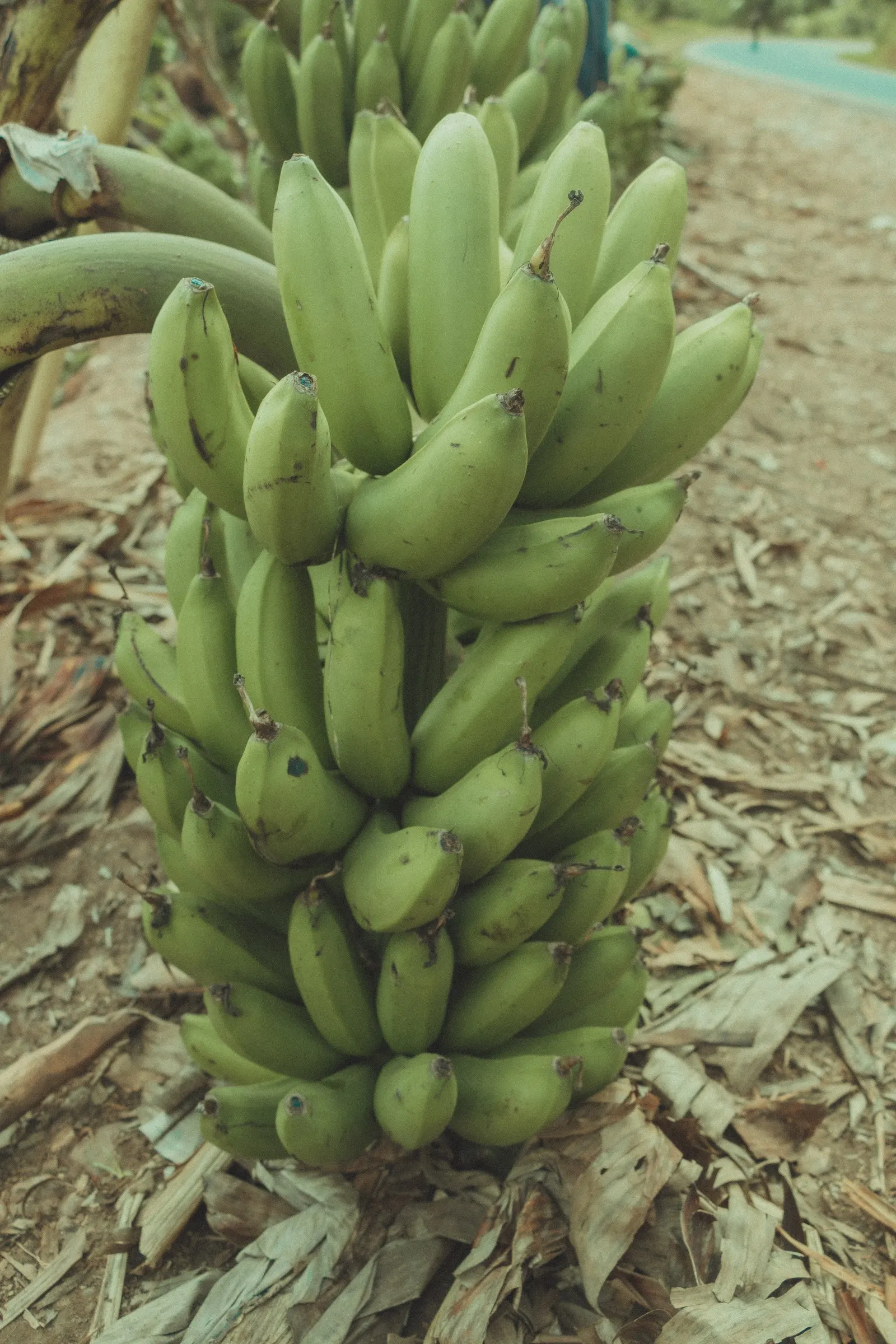 Edible Or Chinese Banana (Musa X Paradisiaca) — This hybrid produces sweet, consumable fruit under optimal conditions‚Äîfull sun and well-drained, image 25