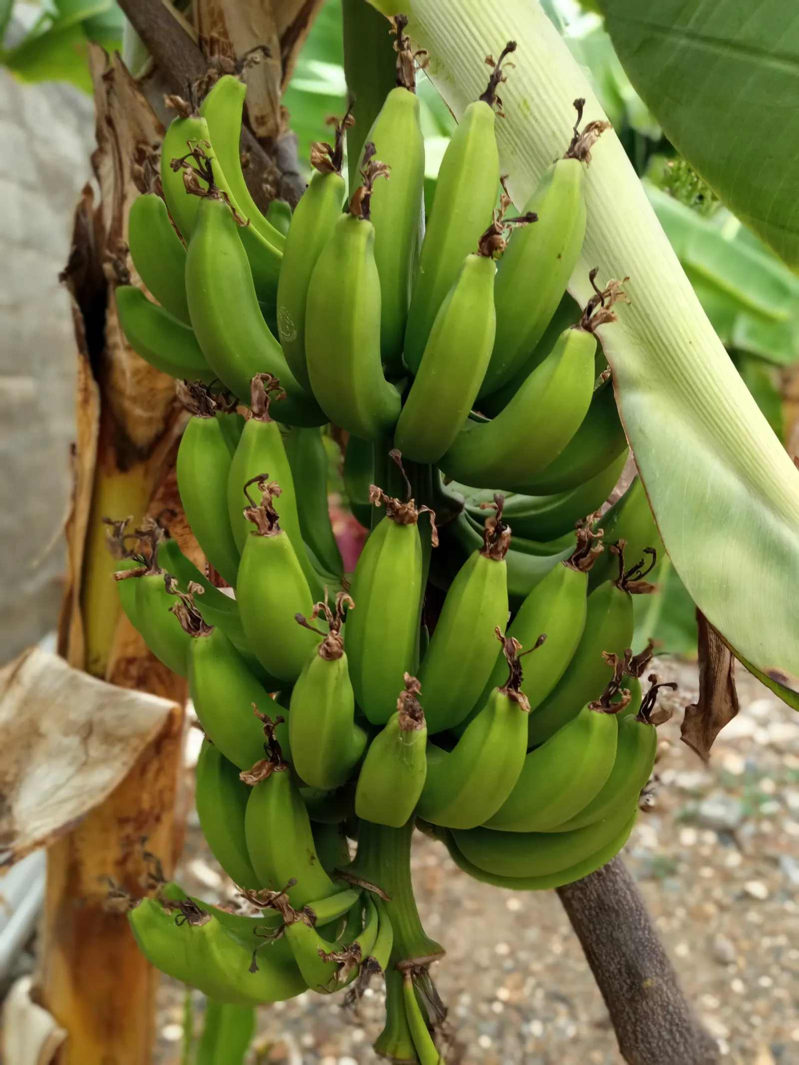 Edible Or Chinese Banana (Musa X Paradisiaca) — providing an impressive presence in any garden setting